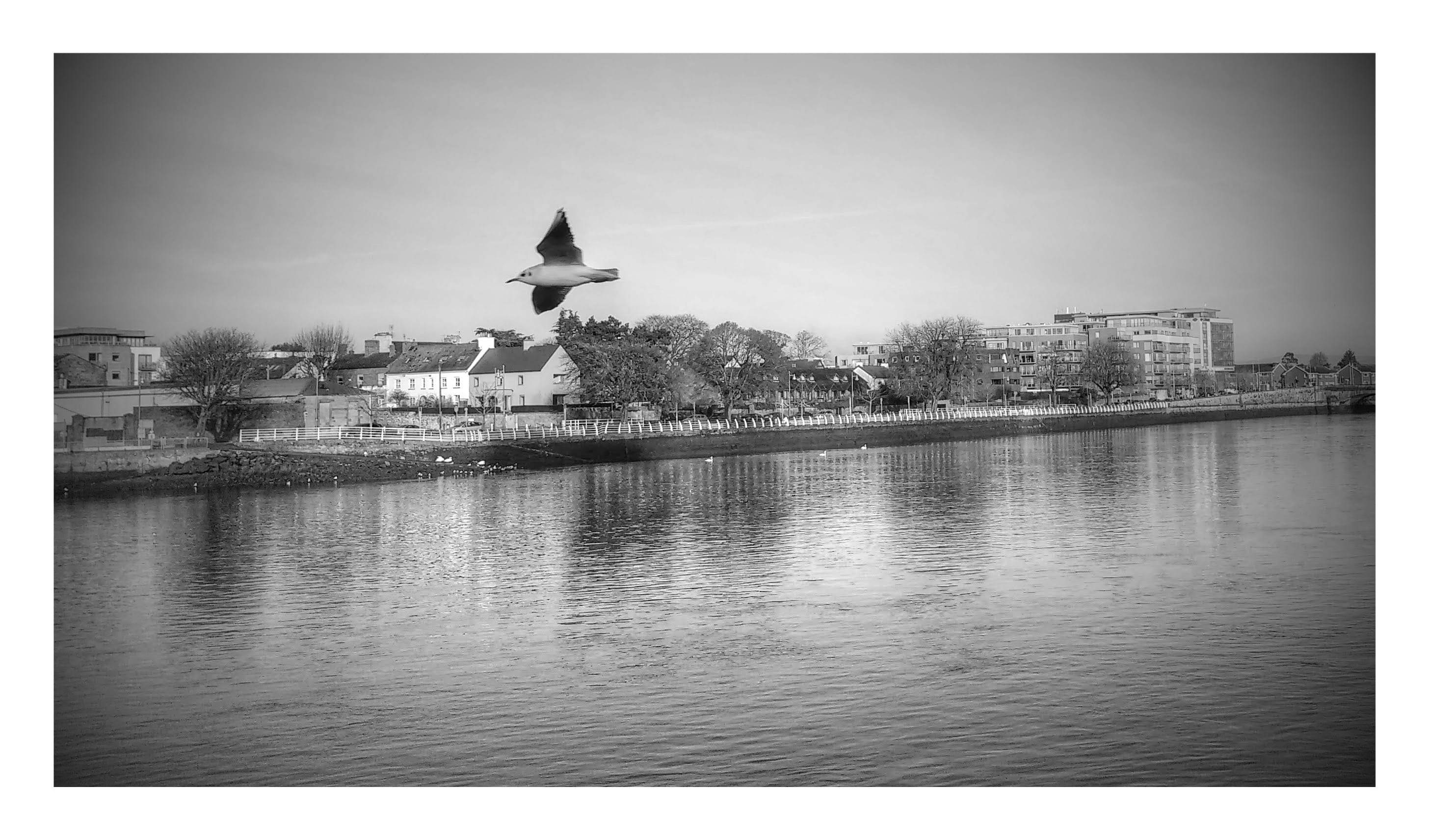 vertebrate, limerick city, 2K, outdoors, river, city, auto post production filter, flying, water, no people, animals in the wild, sky, ireland, waterfront, HD Wallpaper