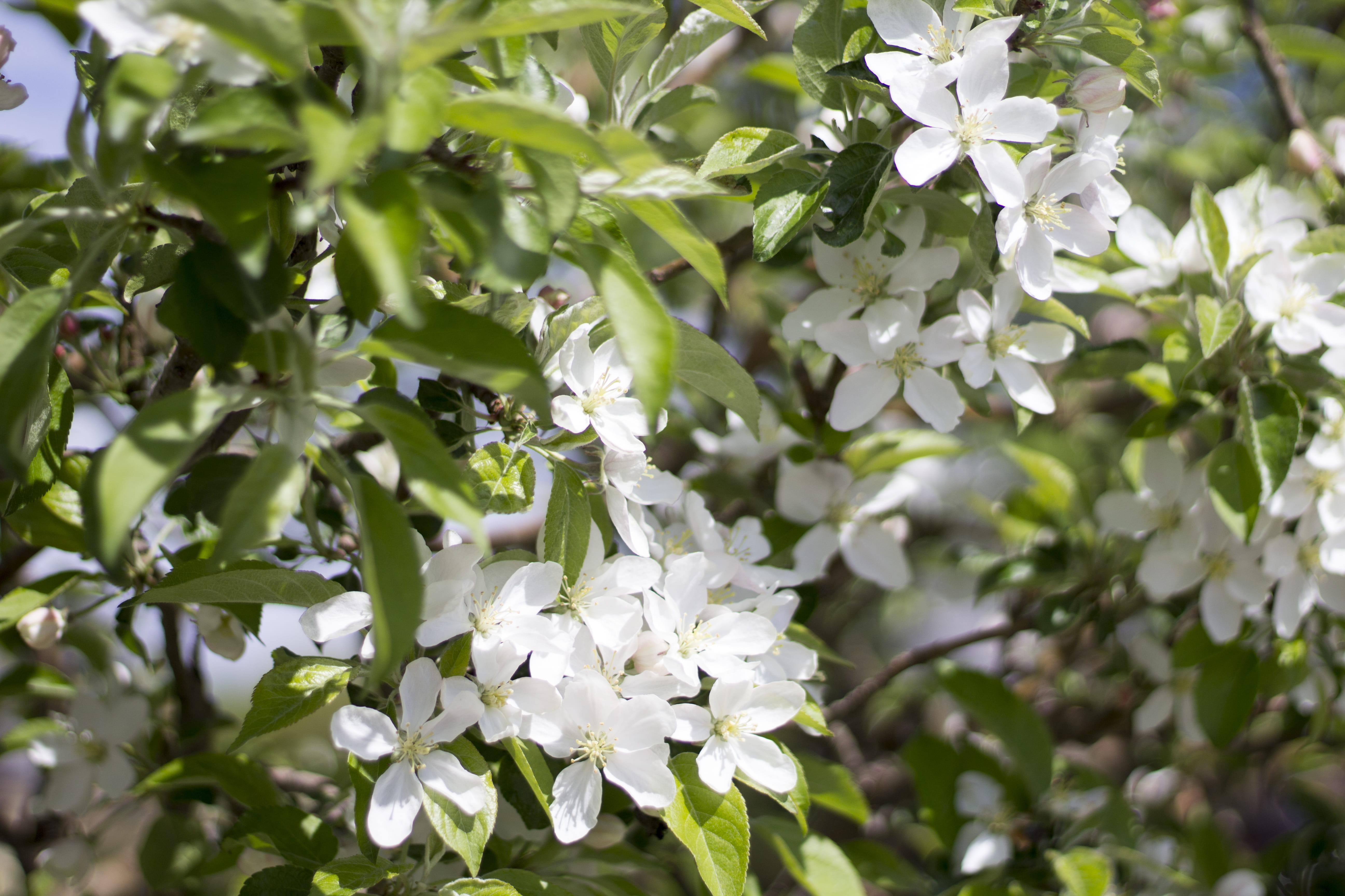 petal, beauty in nature, springtime, close-up, apple, no people, flower head, leaf, flowers, maine, organic, 5K, spring, united states, freshness, nature, HD Wallpaper
