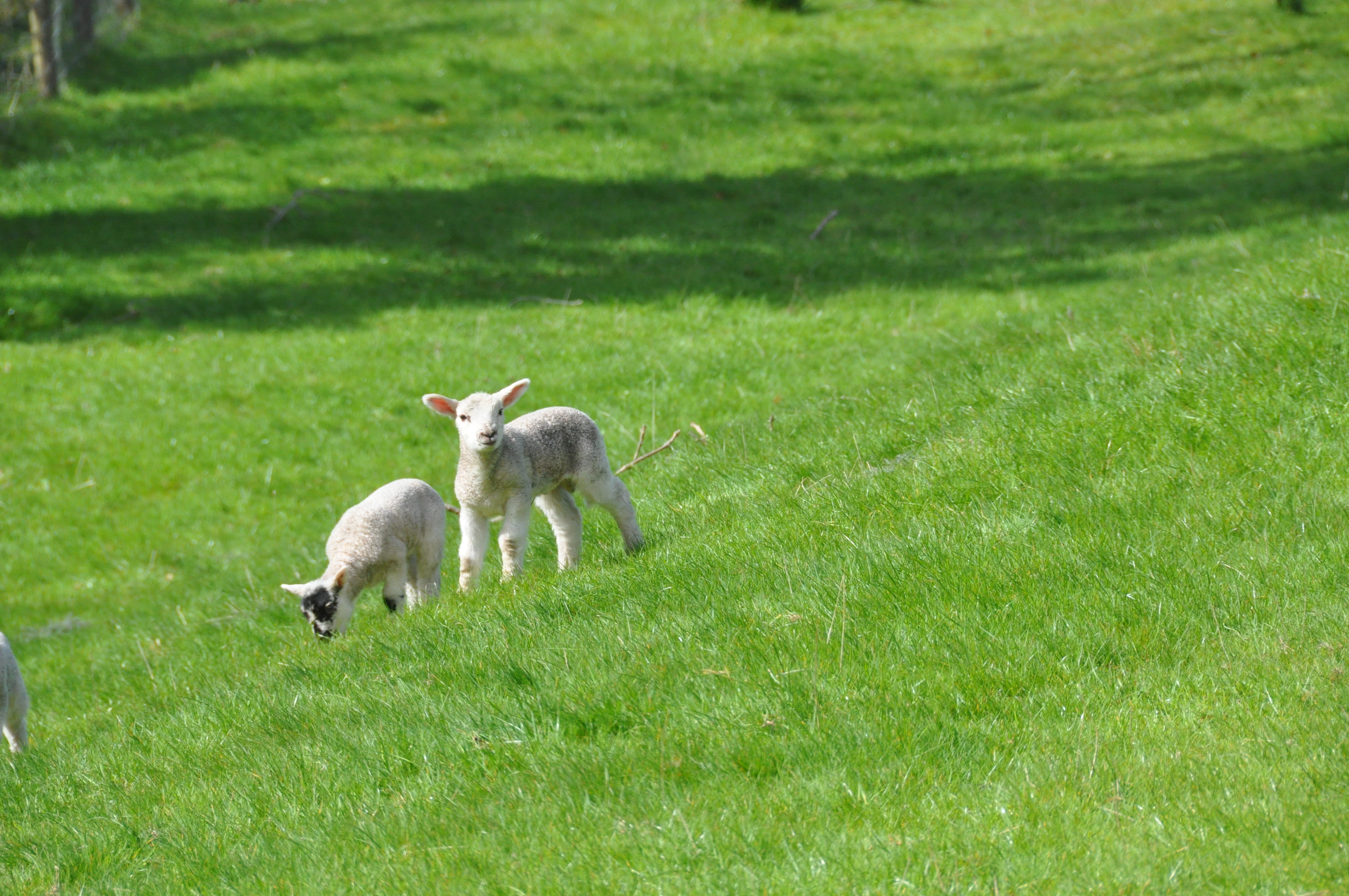 ireland, vertebrate, animal themes, 4K, mammal, young animal, plant, two animals, county donegal, day, domestic, outdoors, pets, green color, animal wildlife, HD Wallpaper