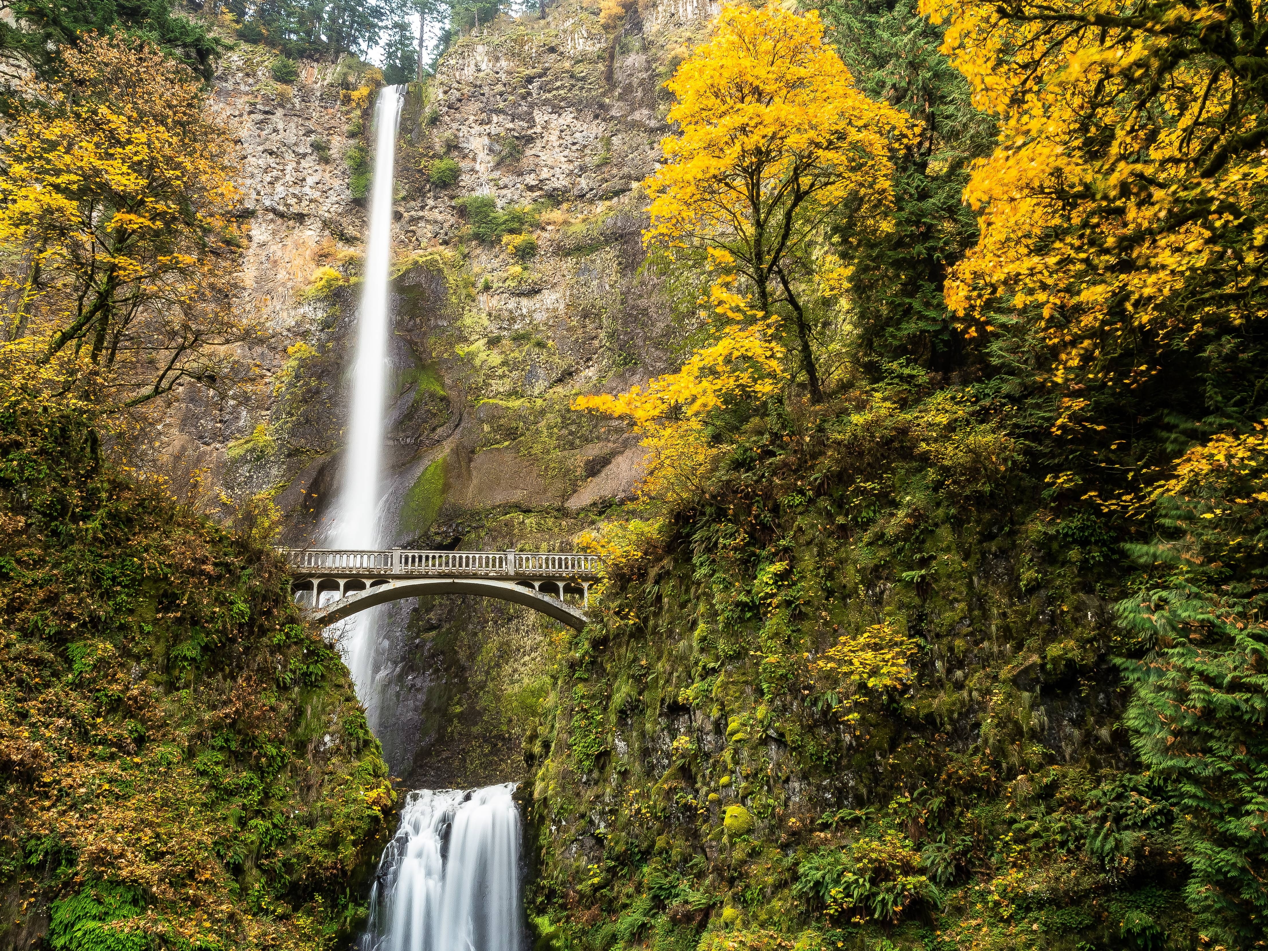 Nature, waterfall, flowing water, tree, flowing, bridge - man made structure, change, forest, bridge, land, growth, motion, arch bridge, beauty in nature, HD Wallpaper