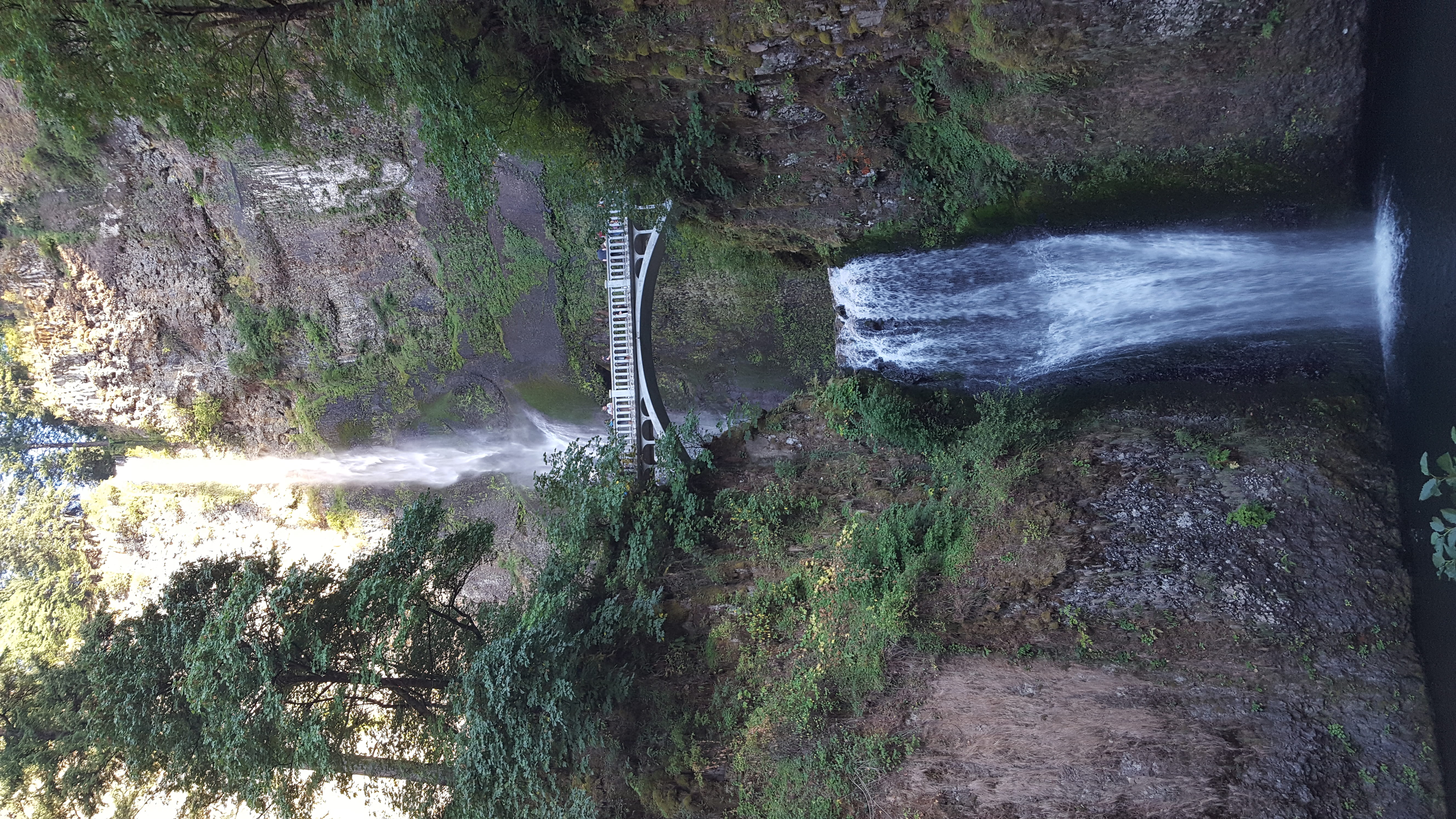 plant, forest, oregon, rock, outdoors, power in nature, waterfall, bridge, rainforest, beauty in nature, land, solid, day, flowing, tree, 5K, rock - object, HD Wallpaper