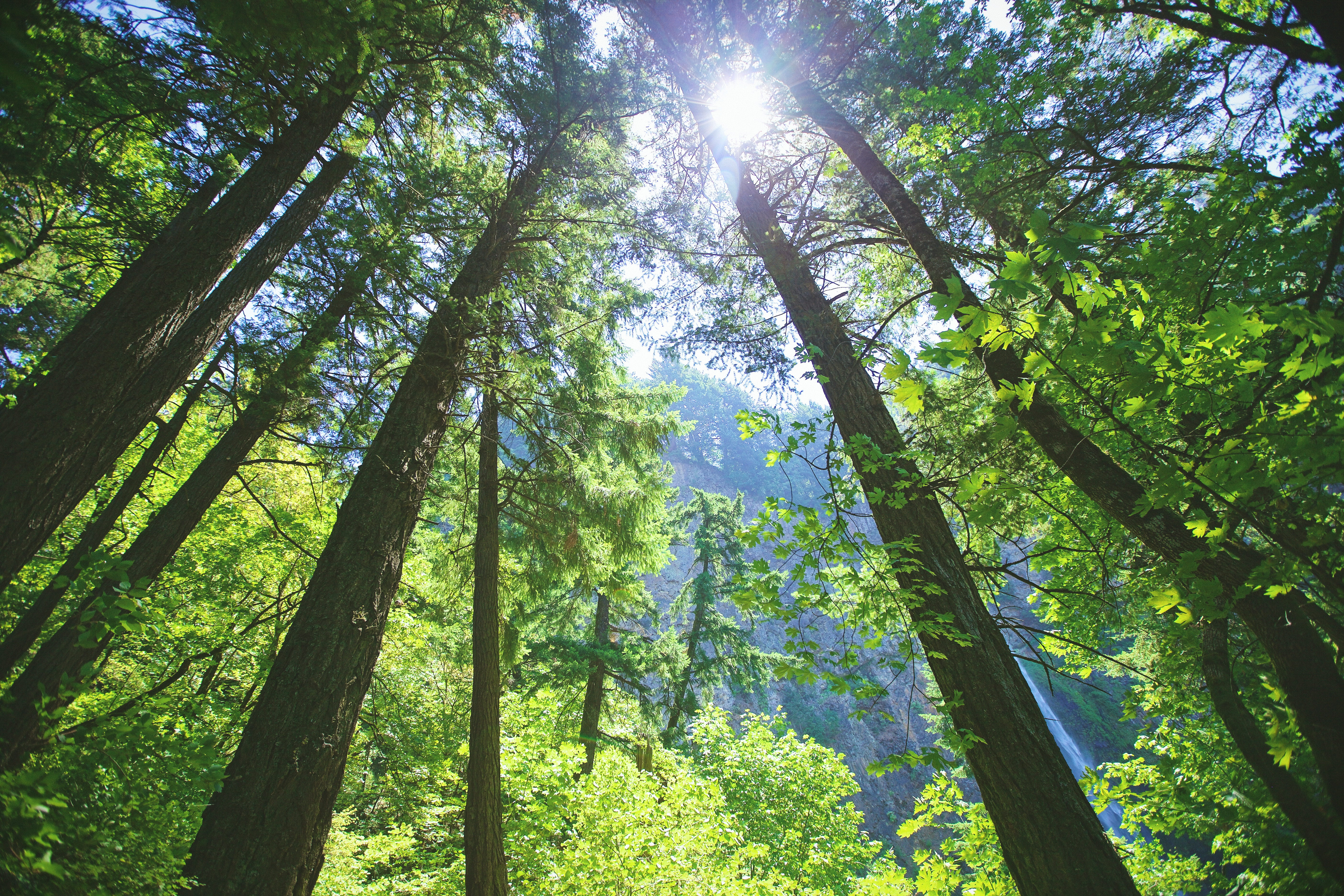 tree, lens flare, sunbeam, plant, trees, beauty in nature, hiking, green color, no people, outdoors, sunlight, brightly lit, streaming, mountains, nature, HD Wallpaper