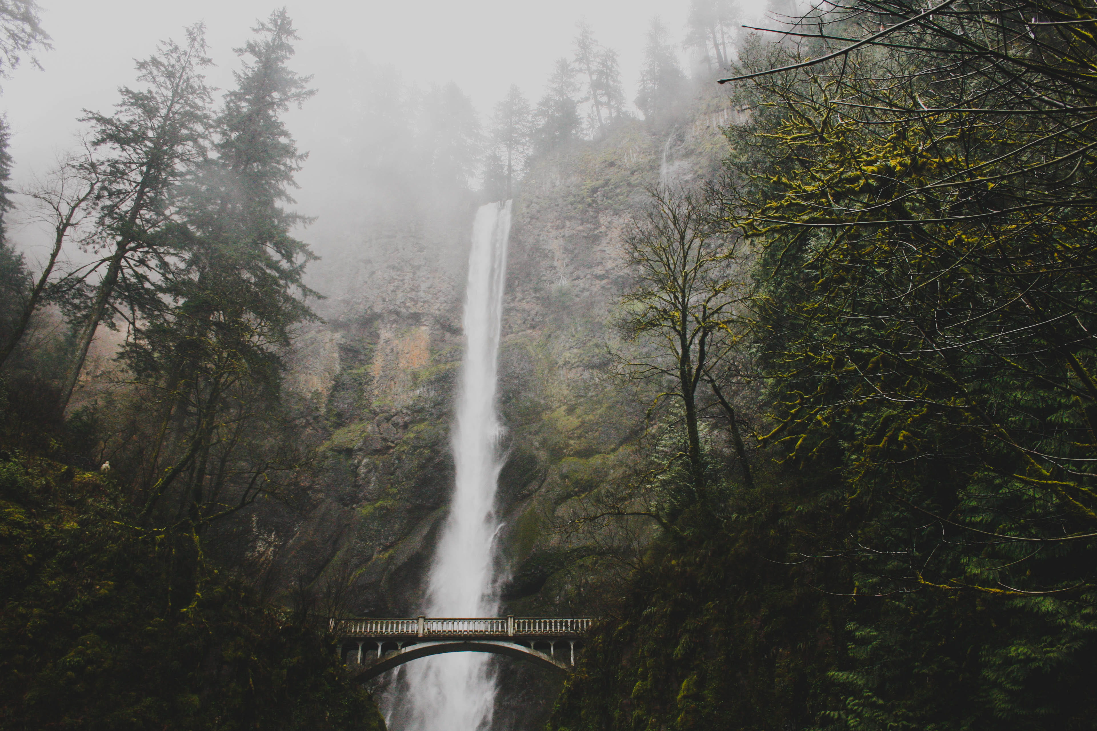 flowing water, tree, flowing, travel, growth, fog, beauty in nature, no people, flunge, waterfall, forest, bridge - man made structure, outdoors, pacific northwest, HD Wallpaper