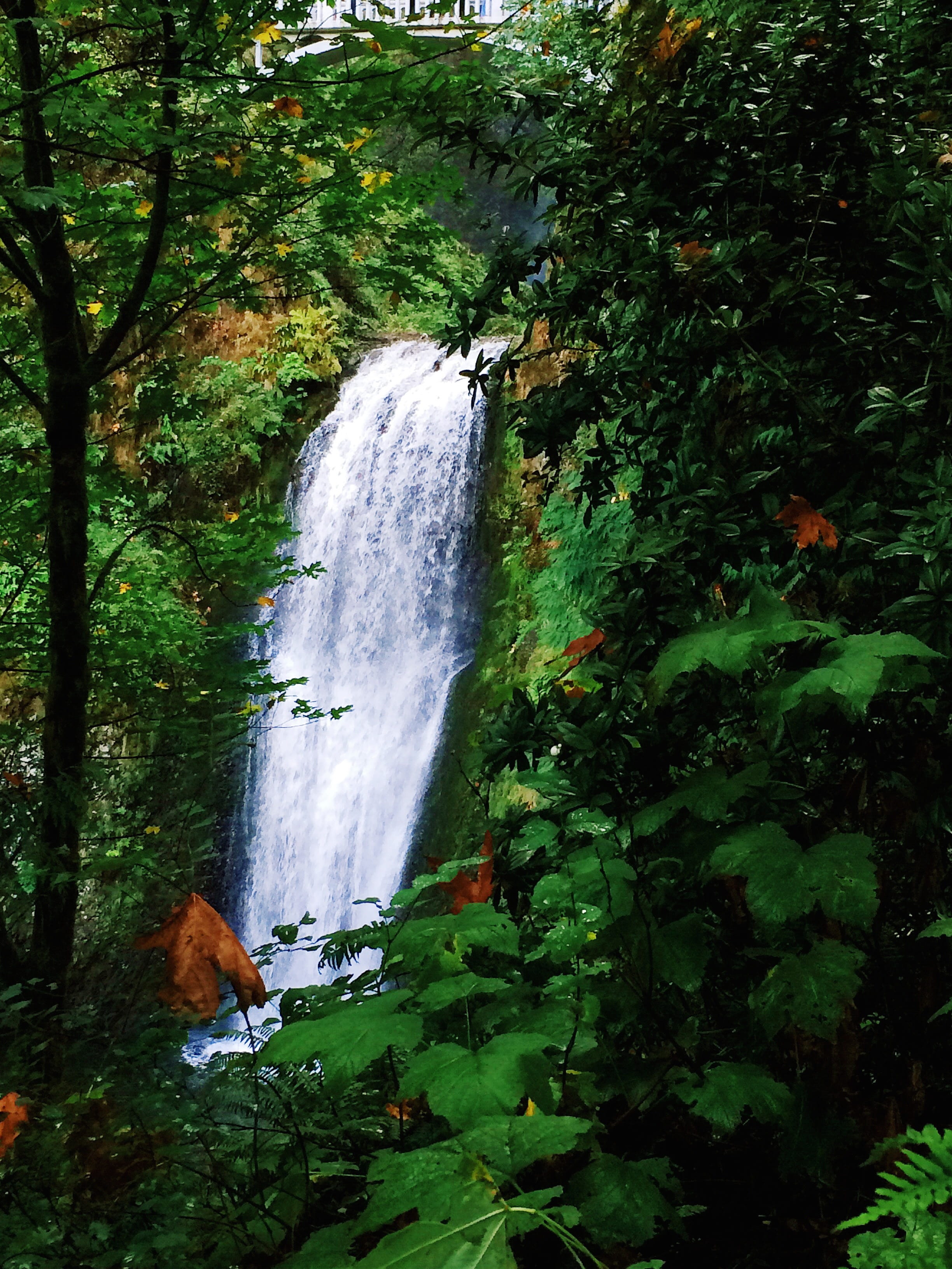 forest, hike, growth, plants, water, 2K, tree, trees, green color, day, animal themes, nature, pacific northwest, multnomah, land, scenics - nature, falls, Phone HD Wallpaper