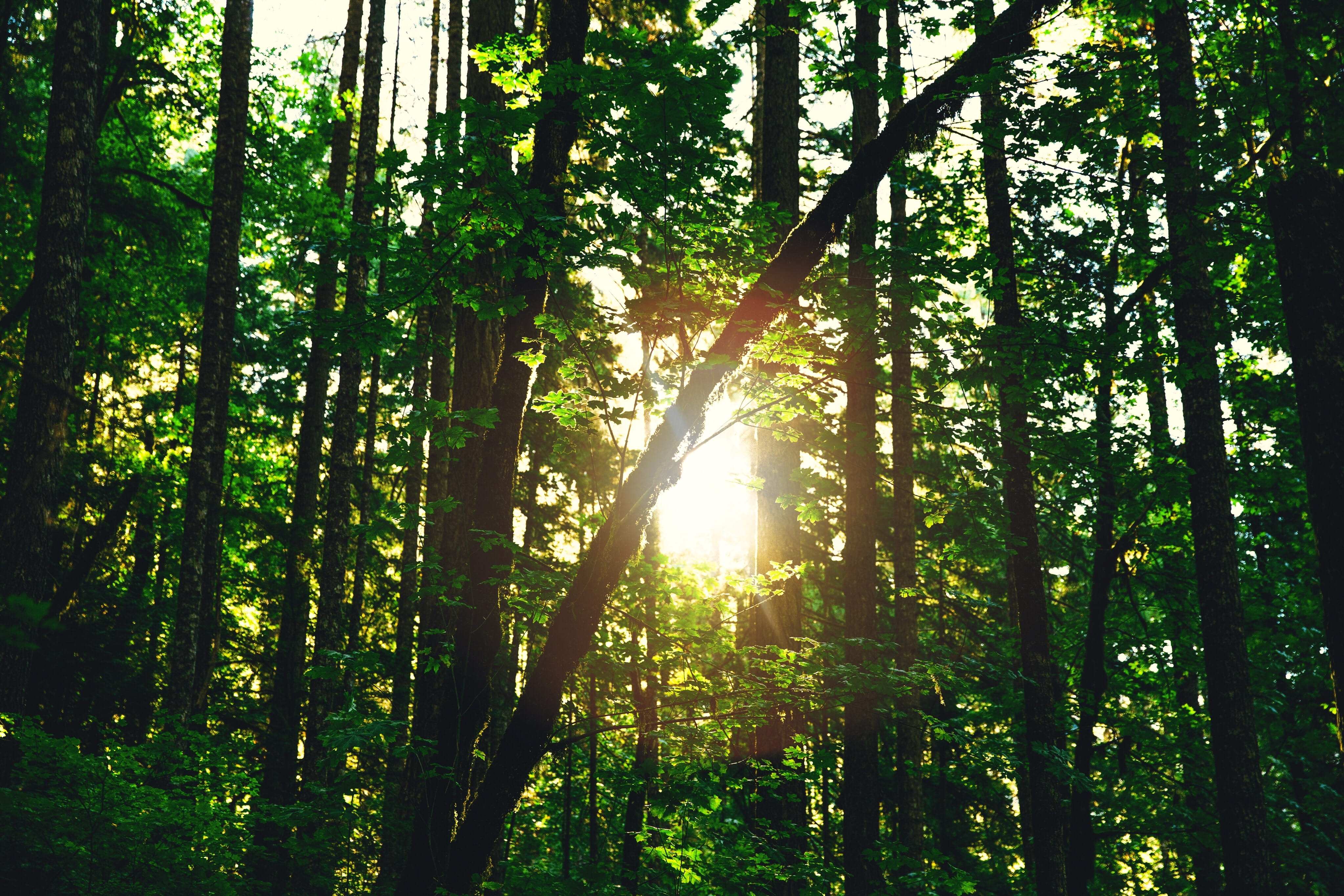 trees, 6d, wood, tranquil scene, sun, rainforest, forest, portland, beauty in nature, tranquility, woodland, tree, oregon, green color, streaming, land, HD Wallpaper