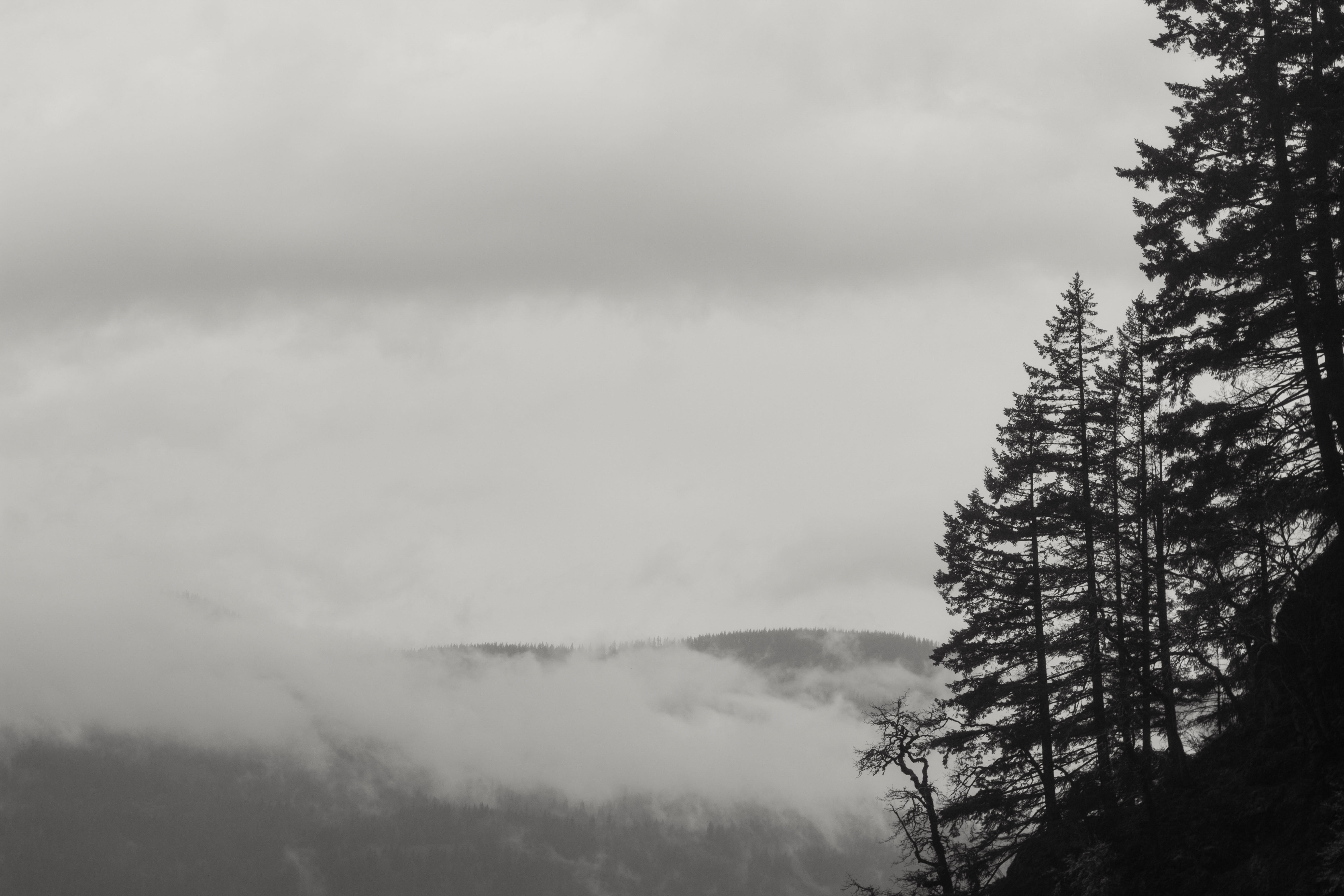 idyllic, fog, mountain, trees, mountains, sky, no people, tranquil scene, tranquility, oregon, forest, beauty in nature, portland, cloud - sky, scenics - nature, HD Wallpaper