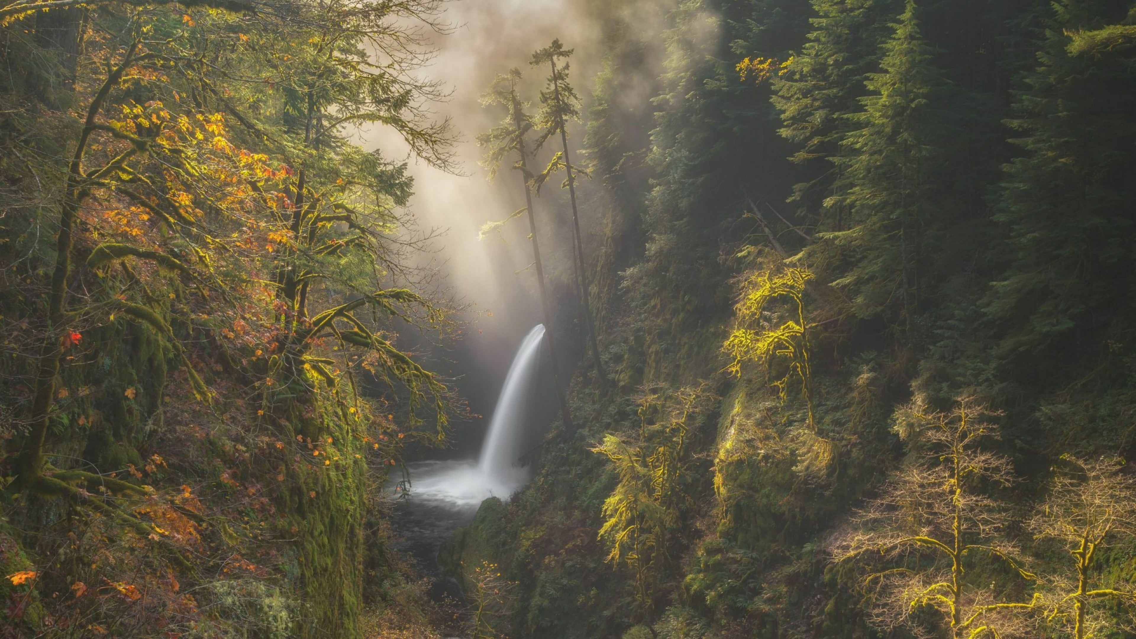 environment, forest, metlako falls, non-urban scene, plant, long exposure, day, change, beauty in nature, photography, flowing water, tranquil scene, columbia river gorge, HD Wallpaper