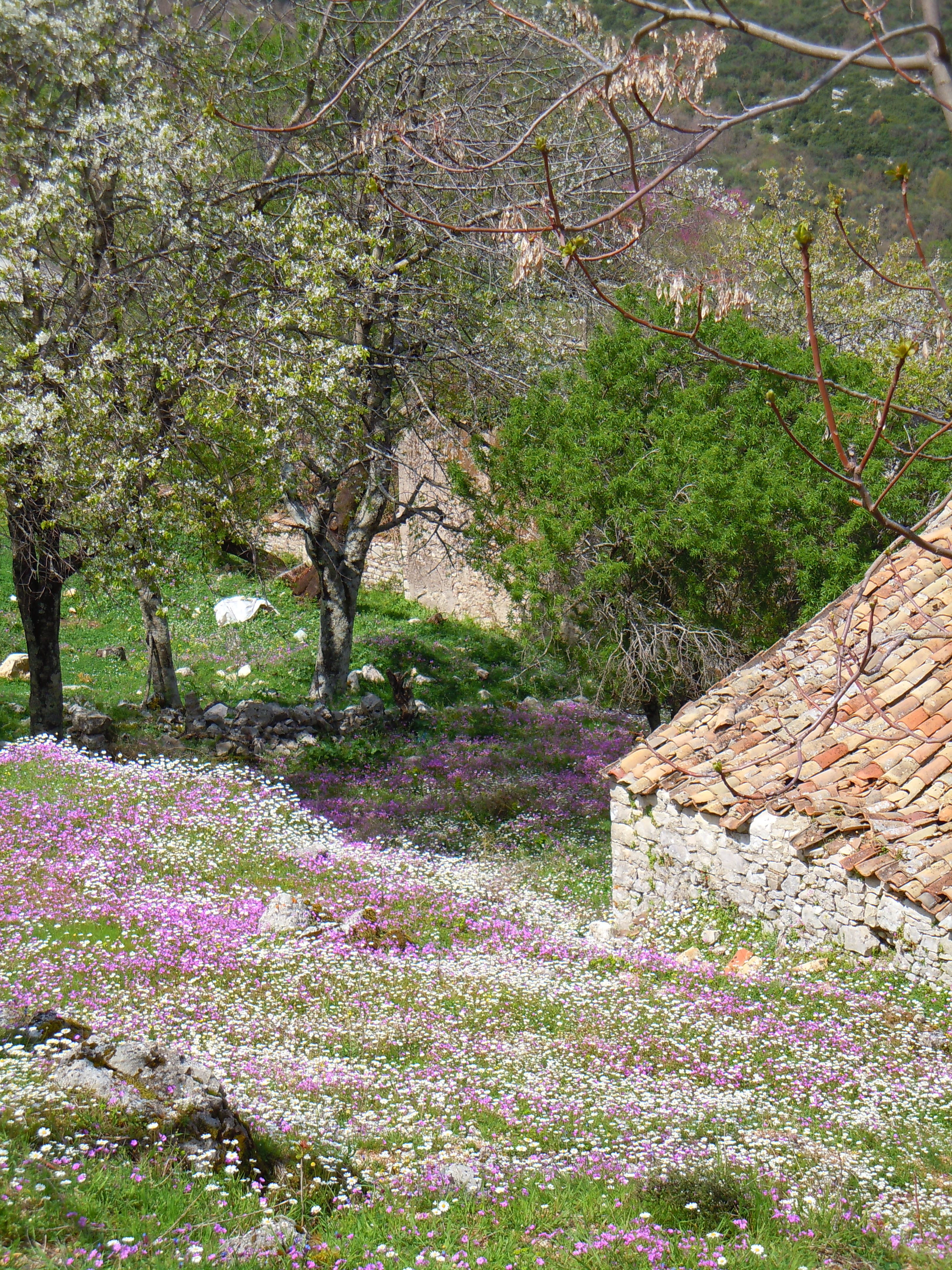 greece, greek, village, springtime, old, land, plant, house, purple, scenics, building, freshness, tree, vulnerability, nature, growth, flowering plant, Phone HD Wallpaper