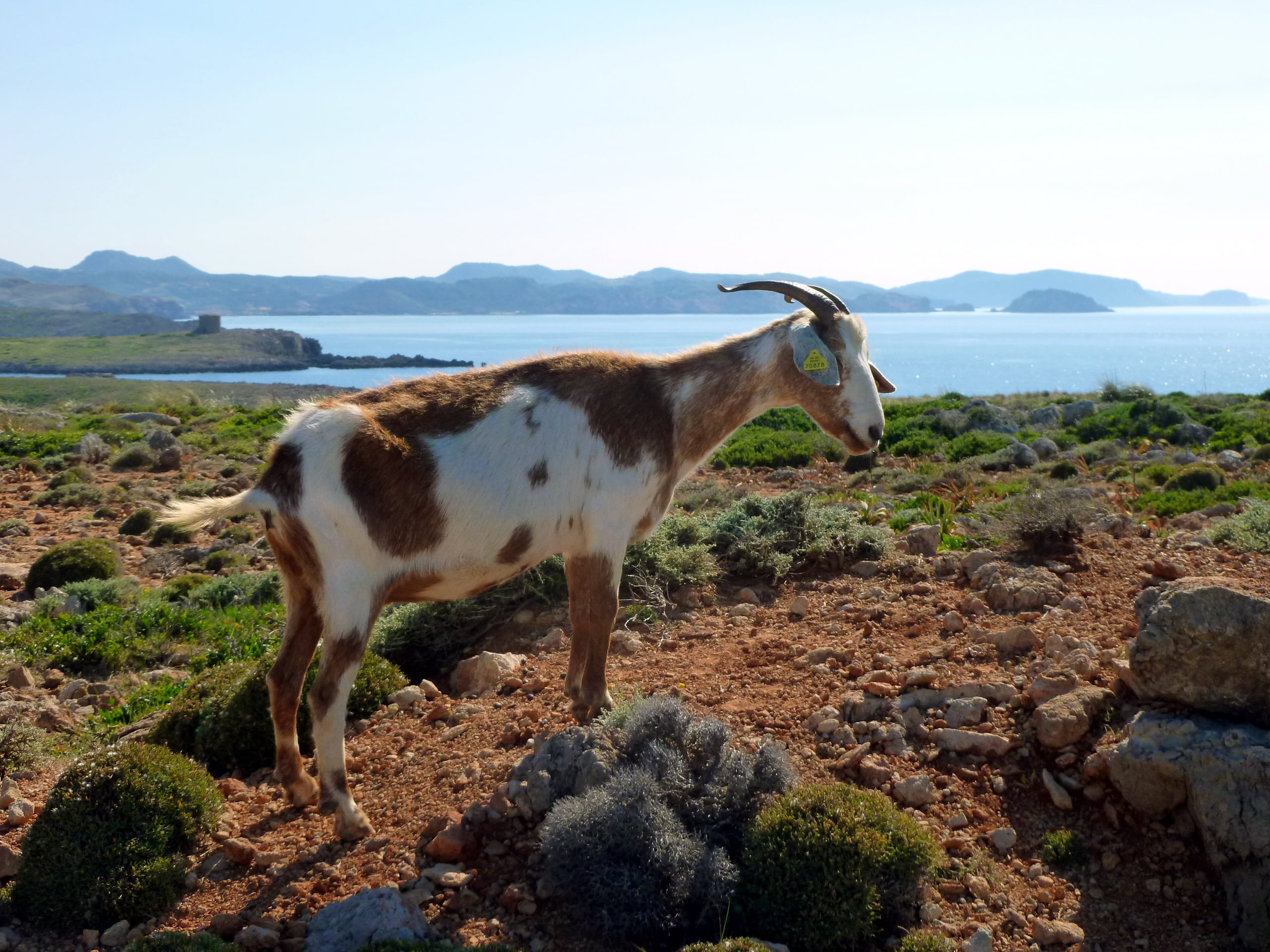 domestic goat, stony underground, 2K, land, pets, herbivorous, wild, mammal, animal, standing, animal themes, mountain, outdoors, sea, domestic animals, HD Wallpaper