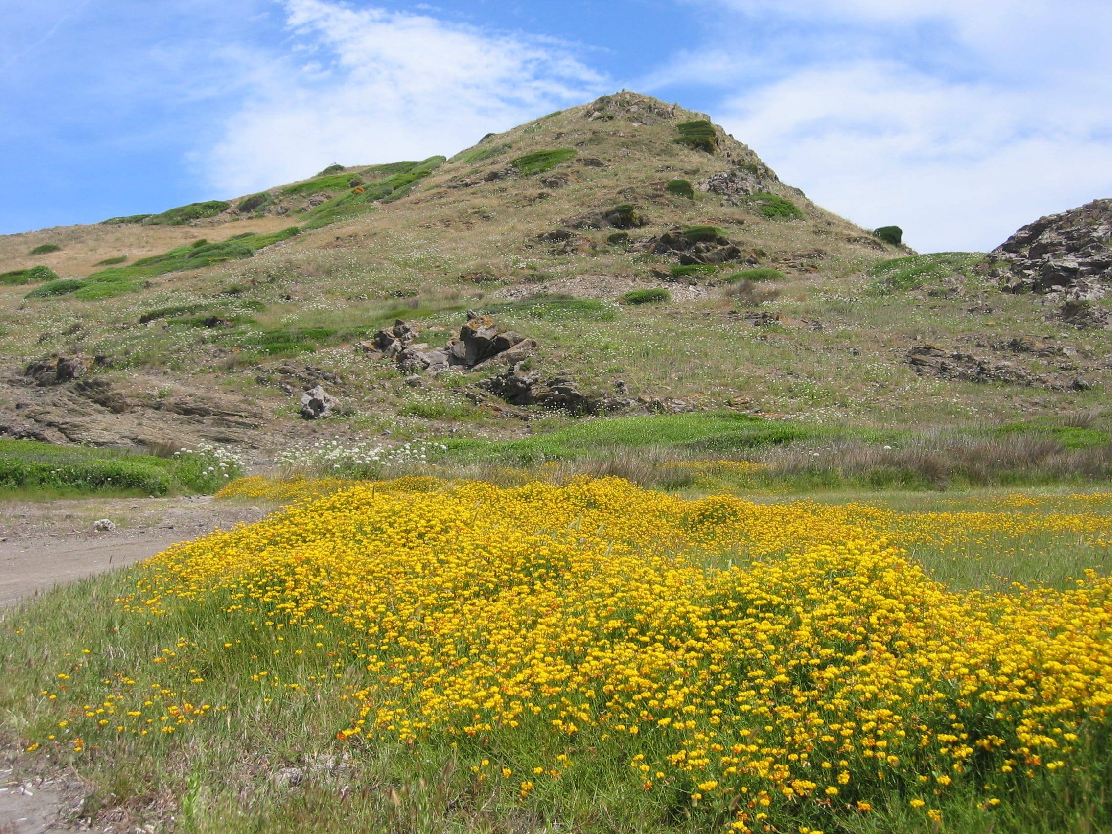 outdoors, land, landscape, Hill, Mountain, flower, rural scene, non-urban scene, fouling, yellow, tranquil scene, environment, Sea, field, cloud - sky, HD Wallpaper