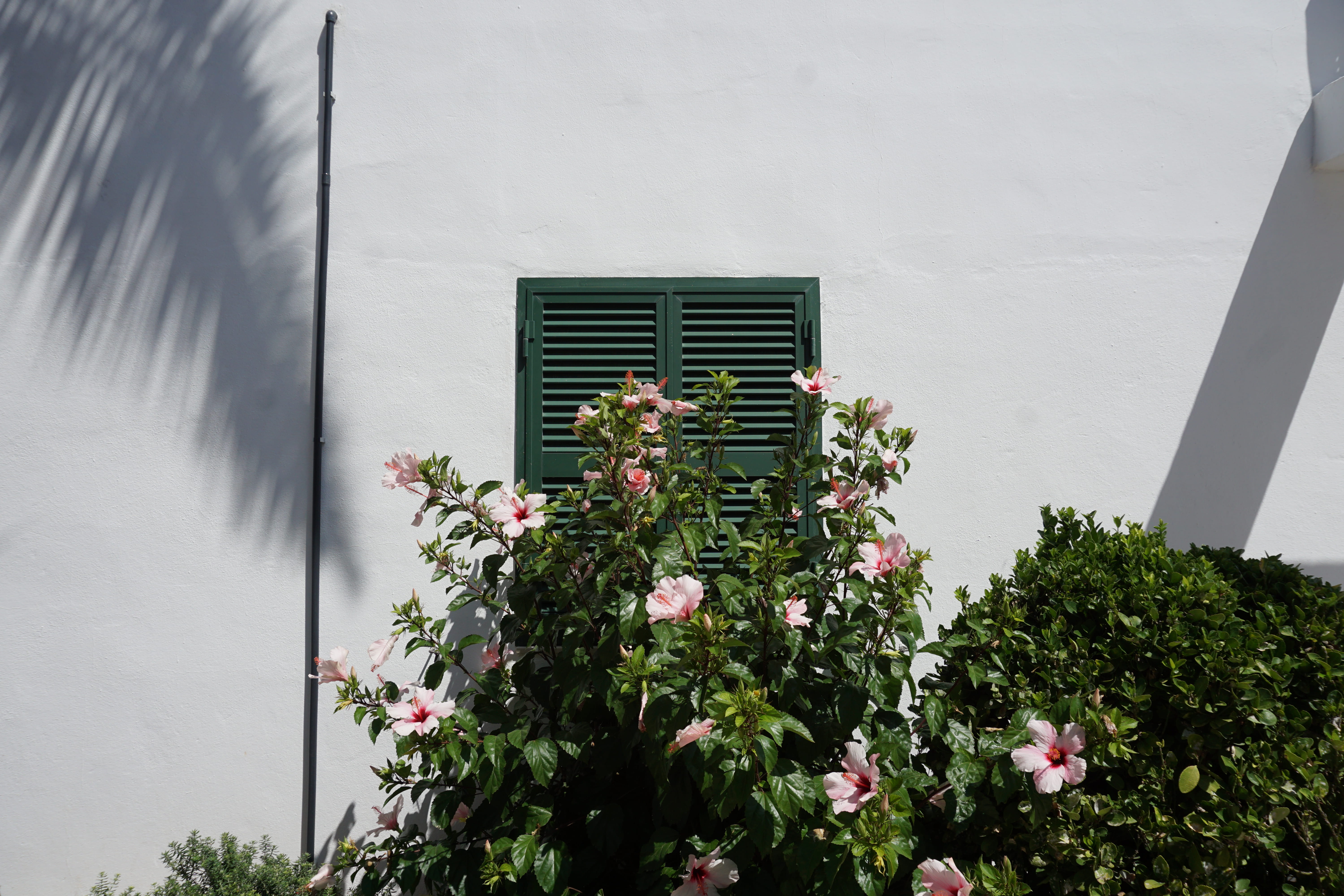 menorca, architecture, spain, building exterior, flower, bush, plant, cala santandria, built structure, holiday, outdoors, flowers, vulnerability, nature, HD Wallpaper