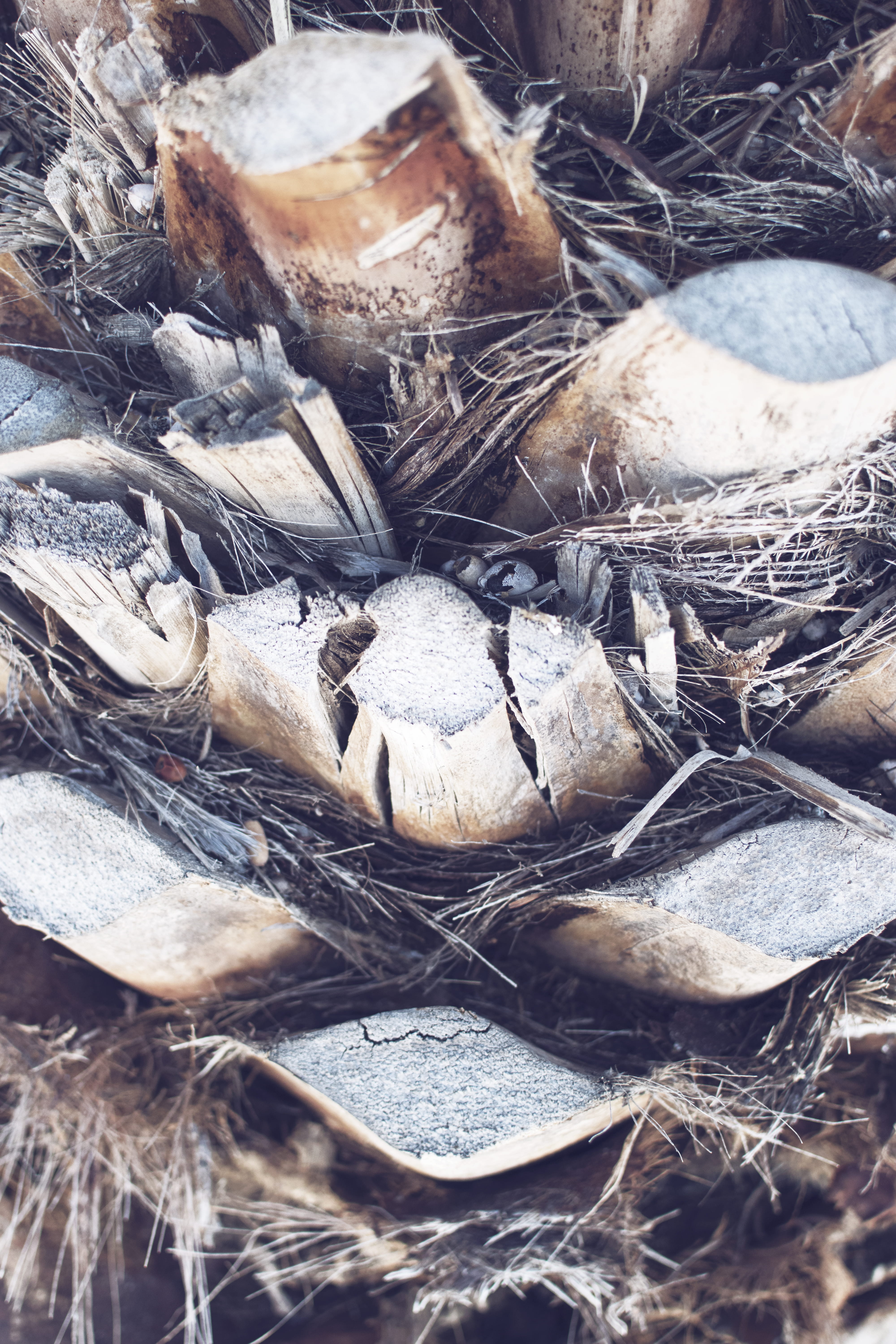 palm, nest, backgrounds, no people, machine, wood, clothing, close-up, vegetable, palm tree, high angle view, textured, apparel, day, vulnerability, full frame, Phone HD Wallpaper