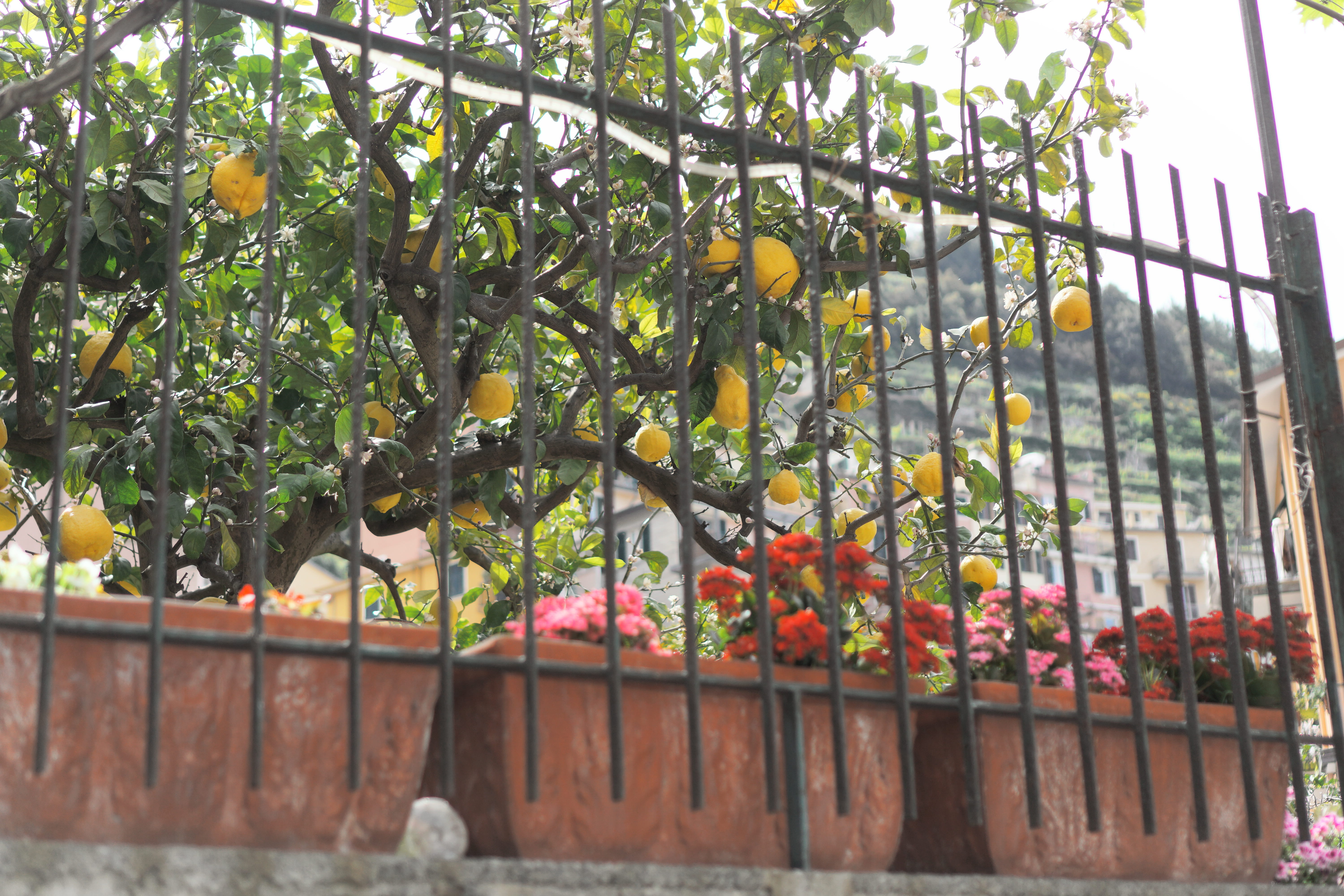 riomaggiore, orange color, nature, lemon tree, food and drink, lemon, sunlight, lemons, italy, 5K, fences, outdoors, no people, growing, growth, citrus fruit, HD Wallpaper