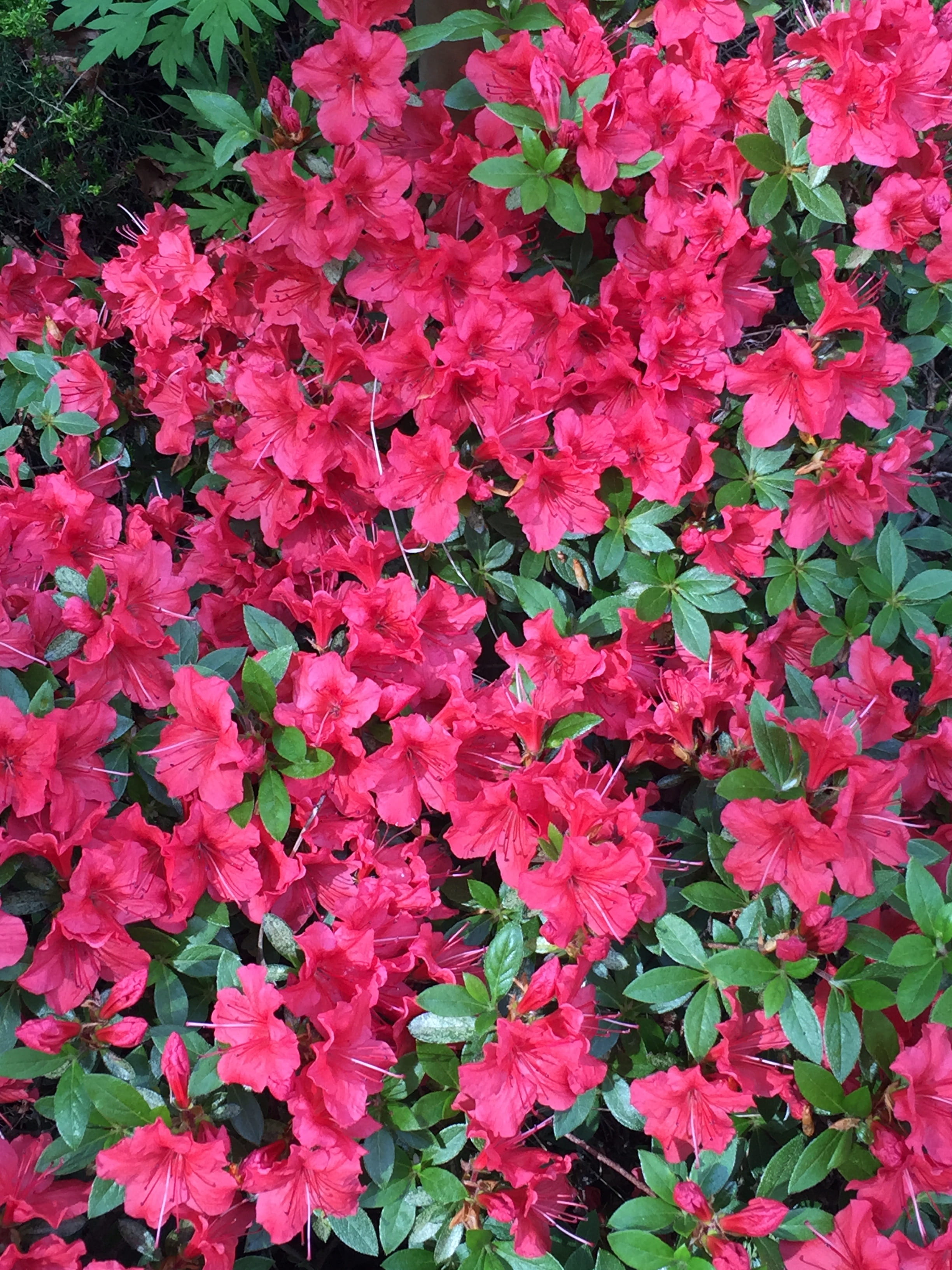 springtime, nature, camelia, vulnerability, abundance, blossom, exotic flower, outdoors, petal, full frame, bloom, bunch of flowers, flower, 2K, botany, Phone HD Wallpaper