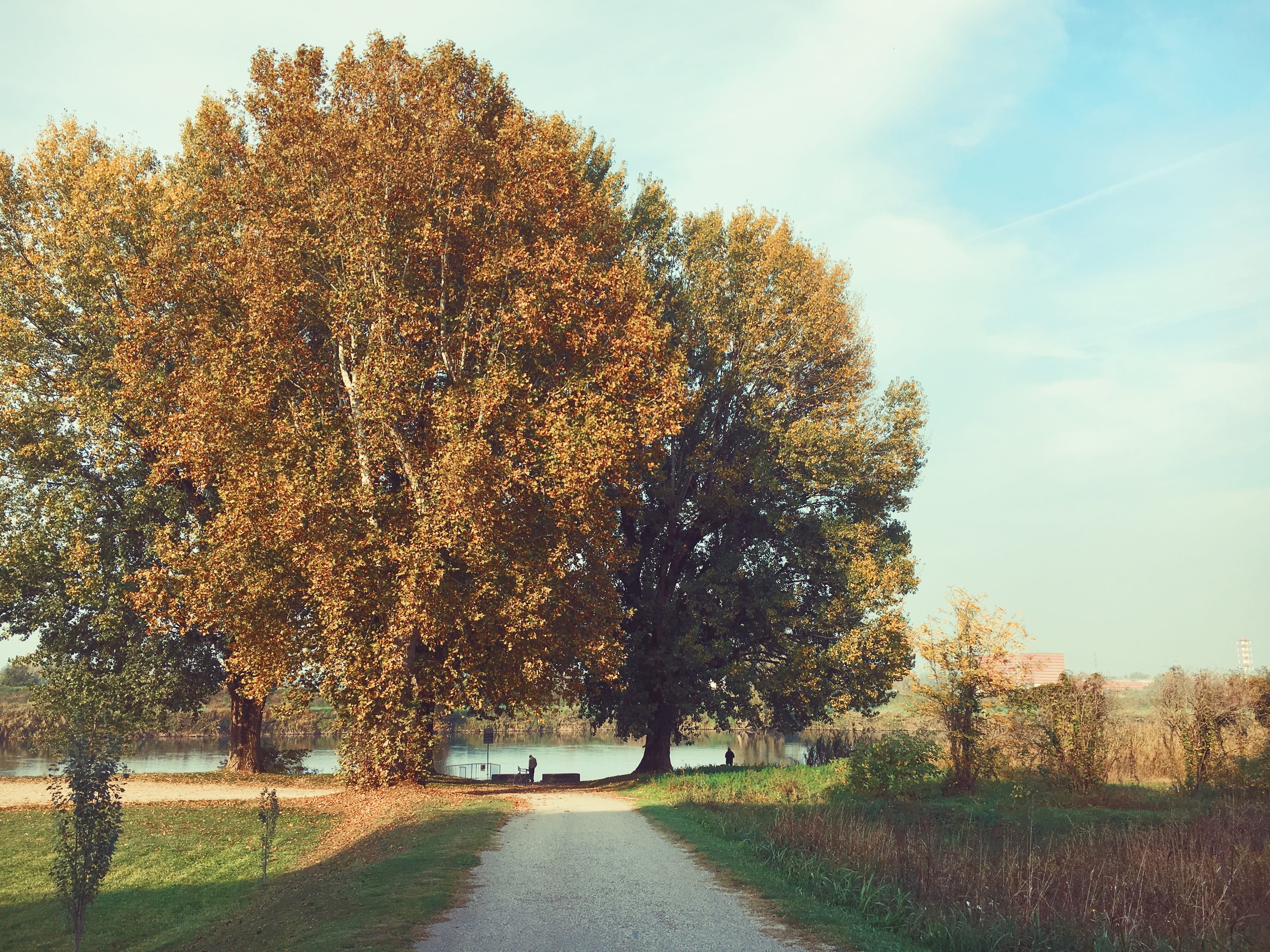 treelined, nature, tree, plant, color, growth, italy, change, diminishing perspective, scenics - nature, parco alladige, harvest, the way forward, HD Wallpaper
