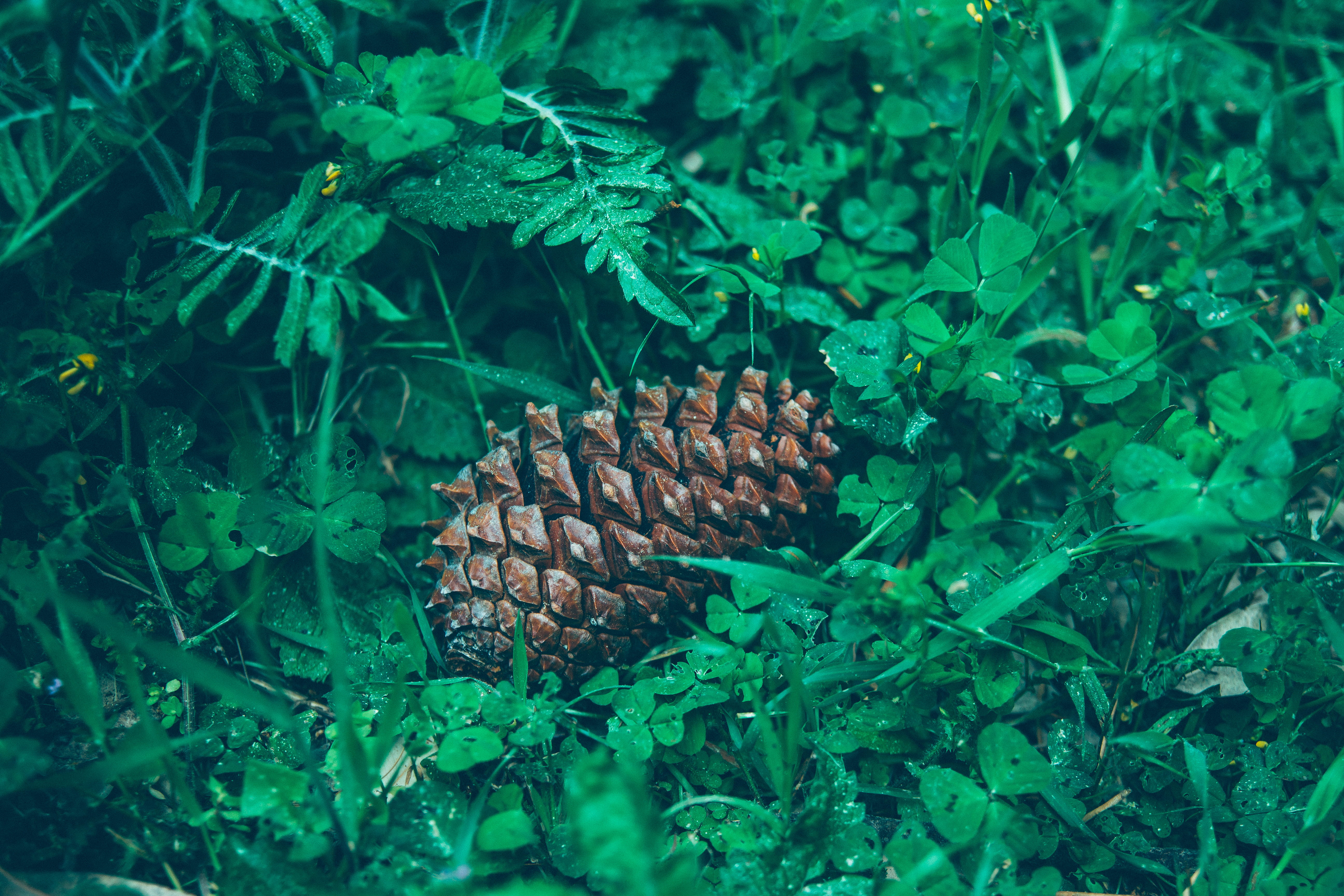 plant, land, nature, green color, outdoors, no people, maloto, day, one animal, animal themes, close-up, leaf, pine cone, animal, pine, growth, animals in the wild, HD Wallpaper