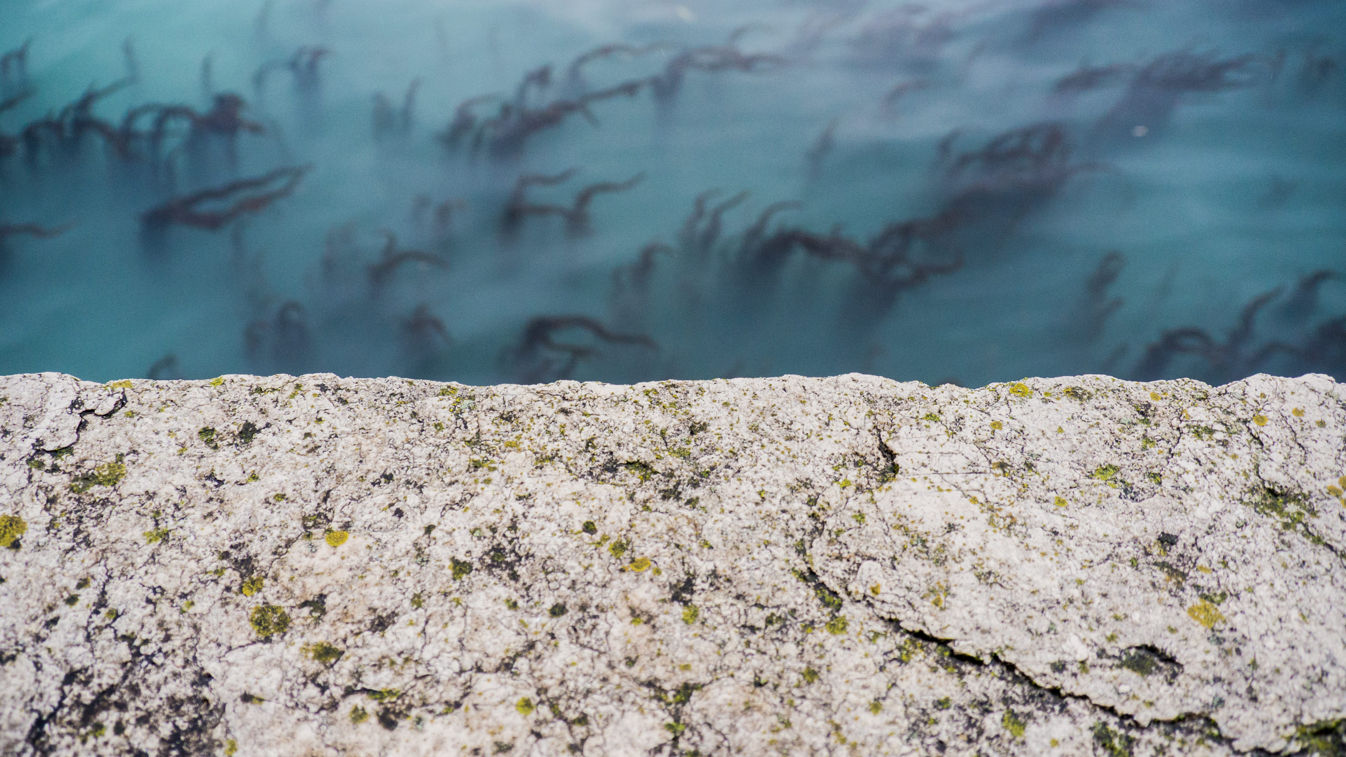 waterplants, venezia, stonewall, focus on foreground, nature, tree, sea, blue, rock, wall, outdoors, water, tranquility, stone, day, parco delle rimembranze, HD Wallpaper