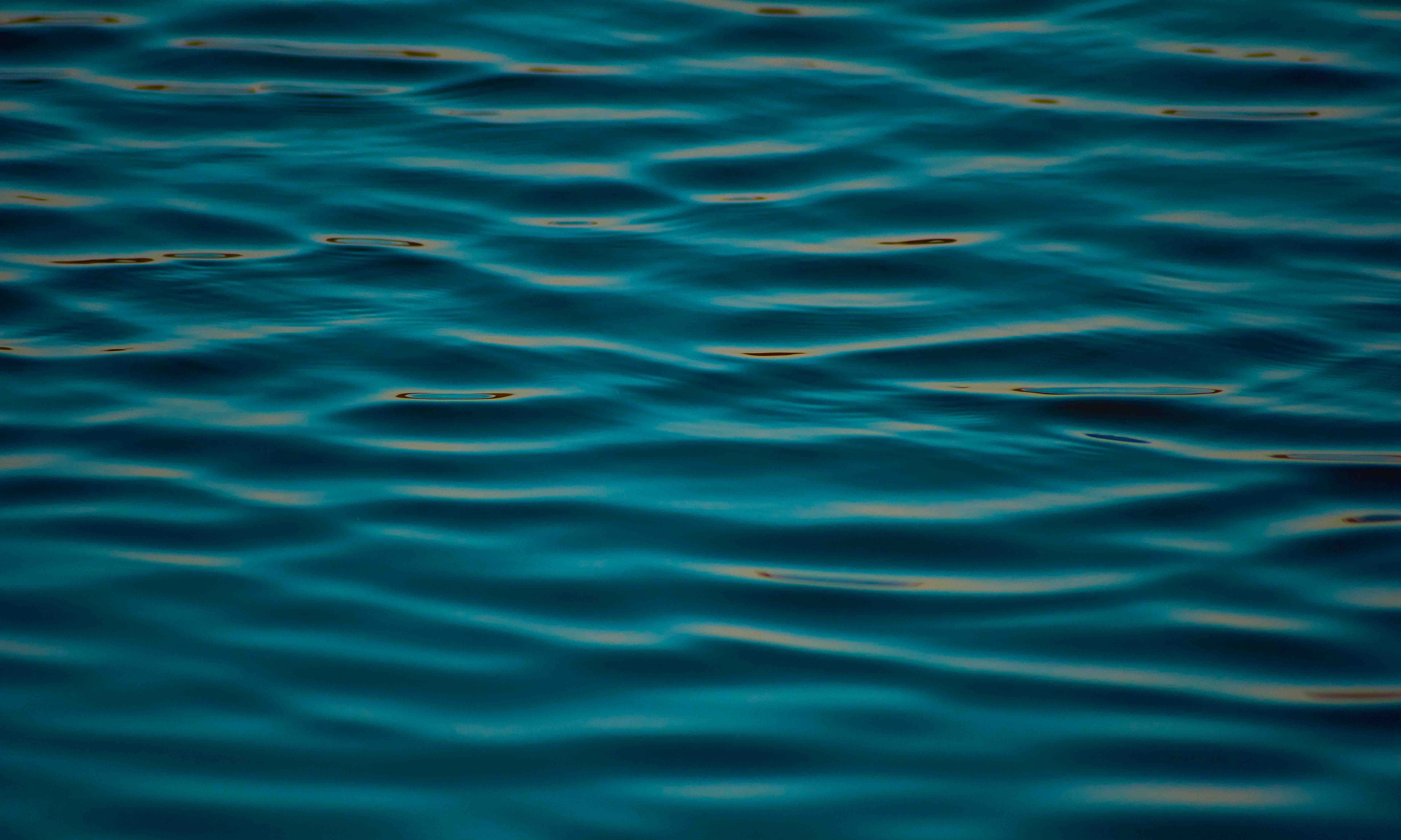 backgrounds, blue water, albatross, ripple, animal, ocean waters, water, wire, lake, deep water, rippled, nature, bird, waterfowl, waterfront, full frame, HD Wallpaper