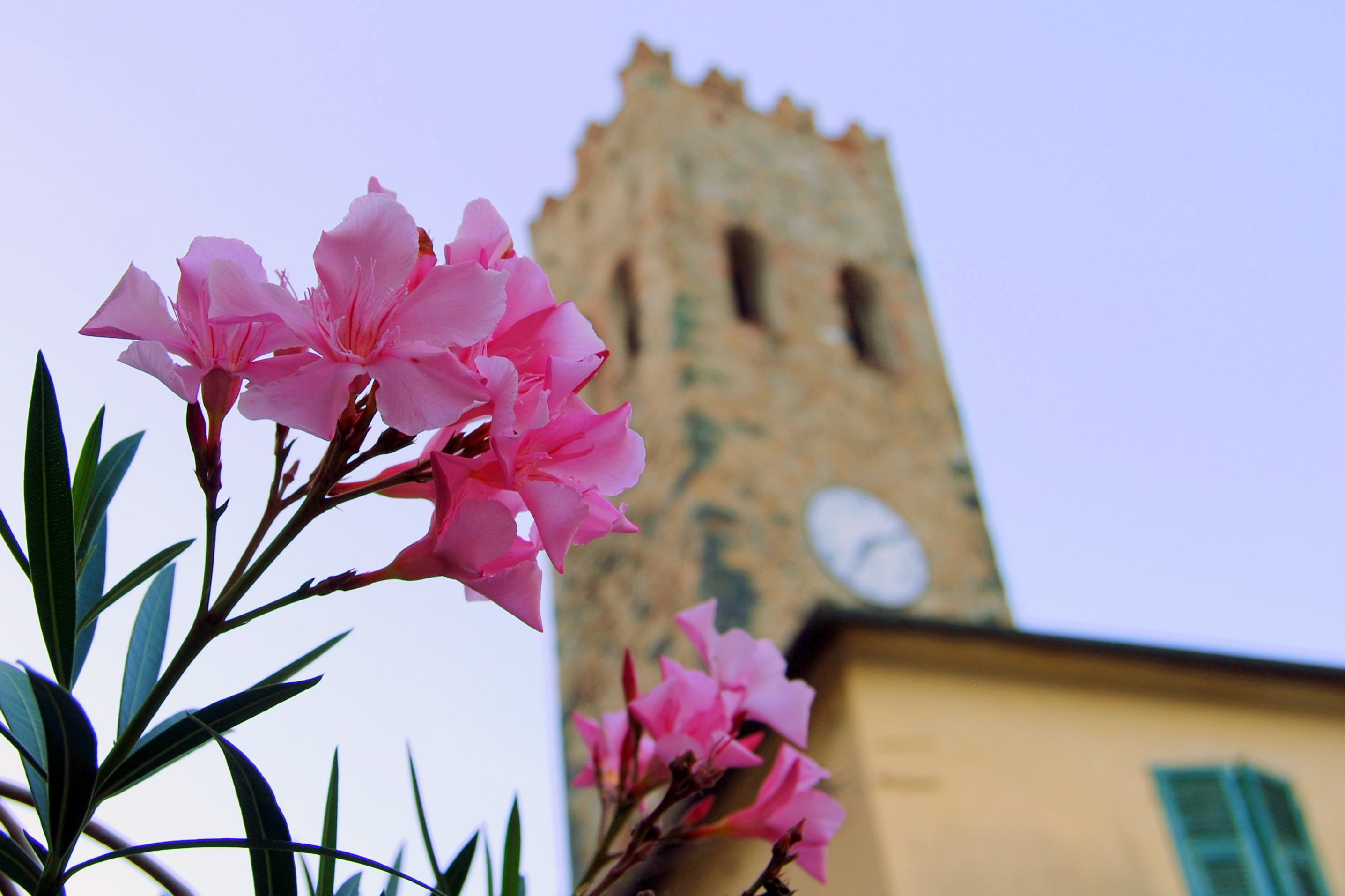 low angle view, flowering plant, petal, no people, outdoors, photography, near, flower, building exterior, fragility, liguria, plant, concrete, italy, nature, HD Wallpaper