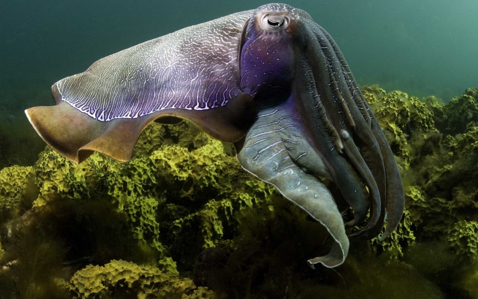 1080P, Marinos, Animales, calamar, HD Wallpaper