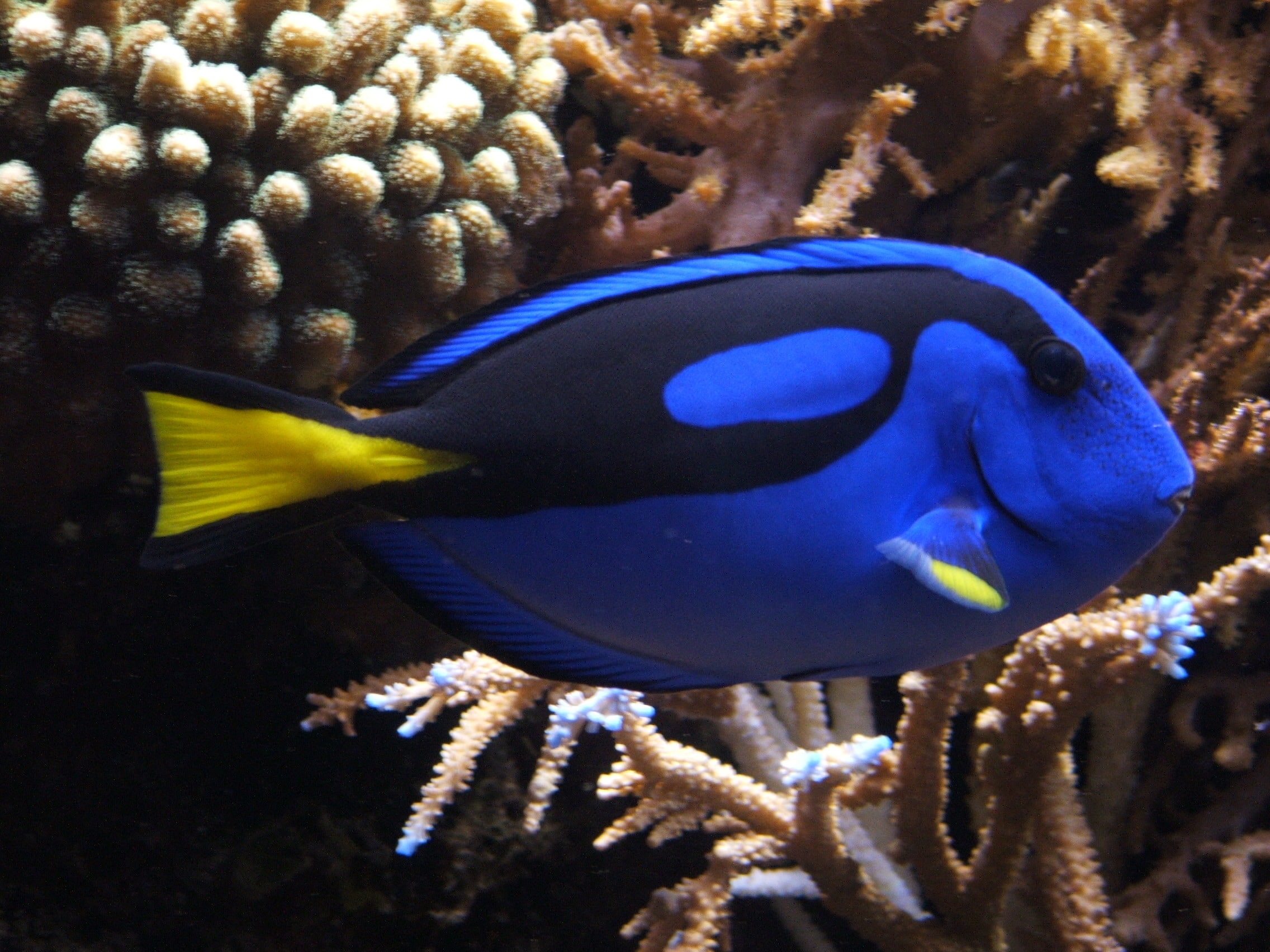 aggression, underwater, swimming, coral, sea, marine, fish, reef, 1080P, animal wildlife, sea life, animal themes, water, pez, azul, ecosystem, animales, HD Wallpaper