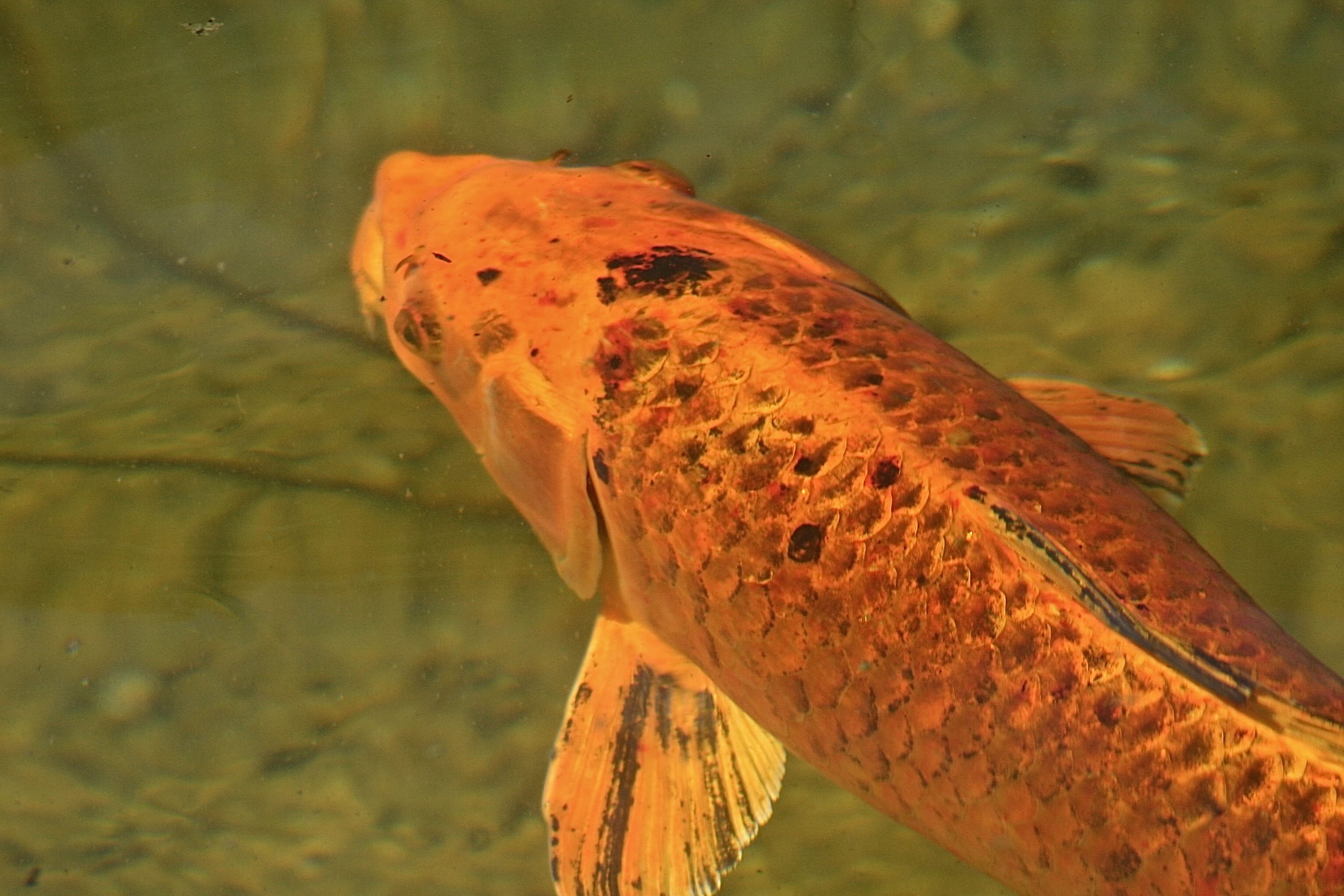 animals in the wild, animal themes, day, 2K, san marino, orange, reptile, fish, marine, animal body part, outdoors, animal head, mammal, animal scale, HD Wallpaper