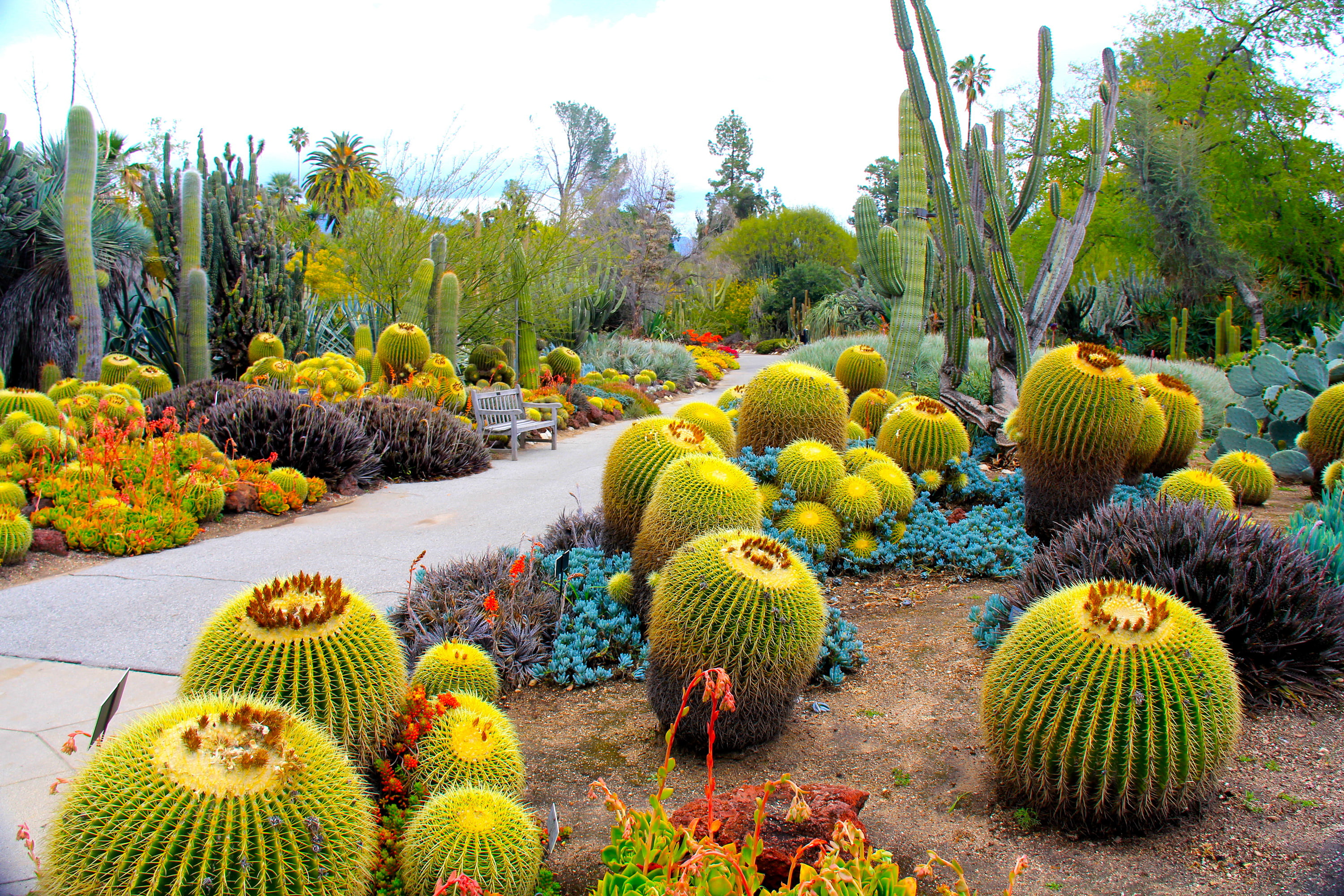 cacti, San Marino, USA, garden, Botanical Garden, photo, 2K, CA, nature, HD Wallpaper