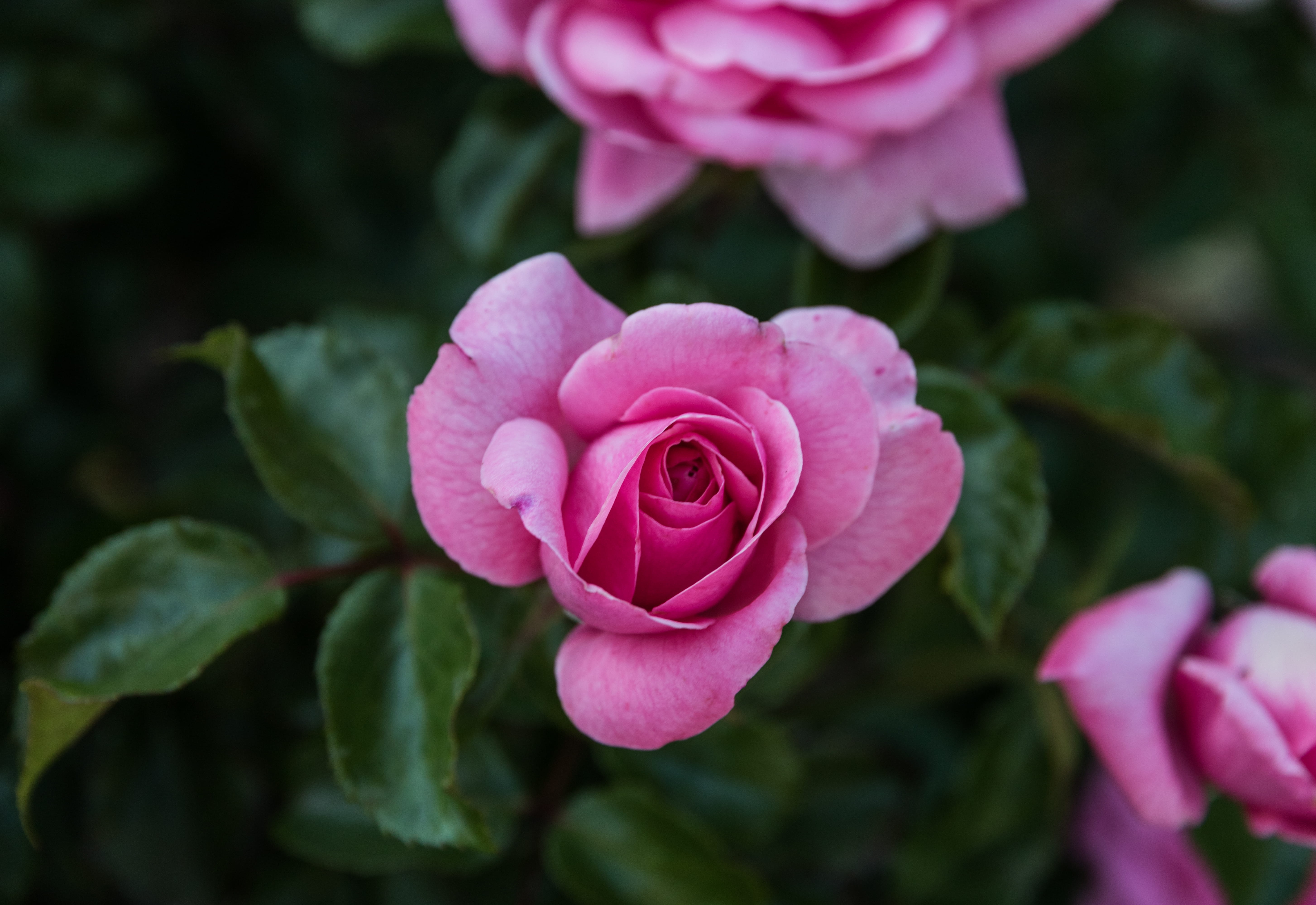 the huntington library, pink color, vulnerability, rose, nature, petal, 5K, rose - flower, freshness, flower head, plant part, san marino, plant, close-up, HD Wallpaper