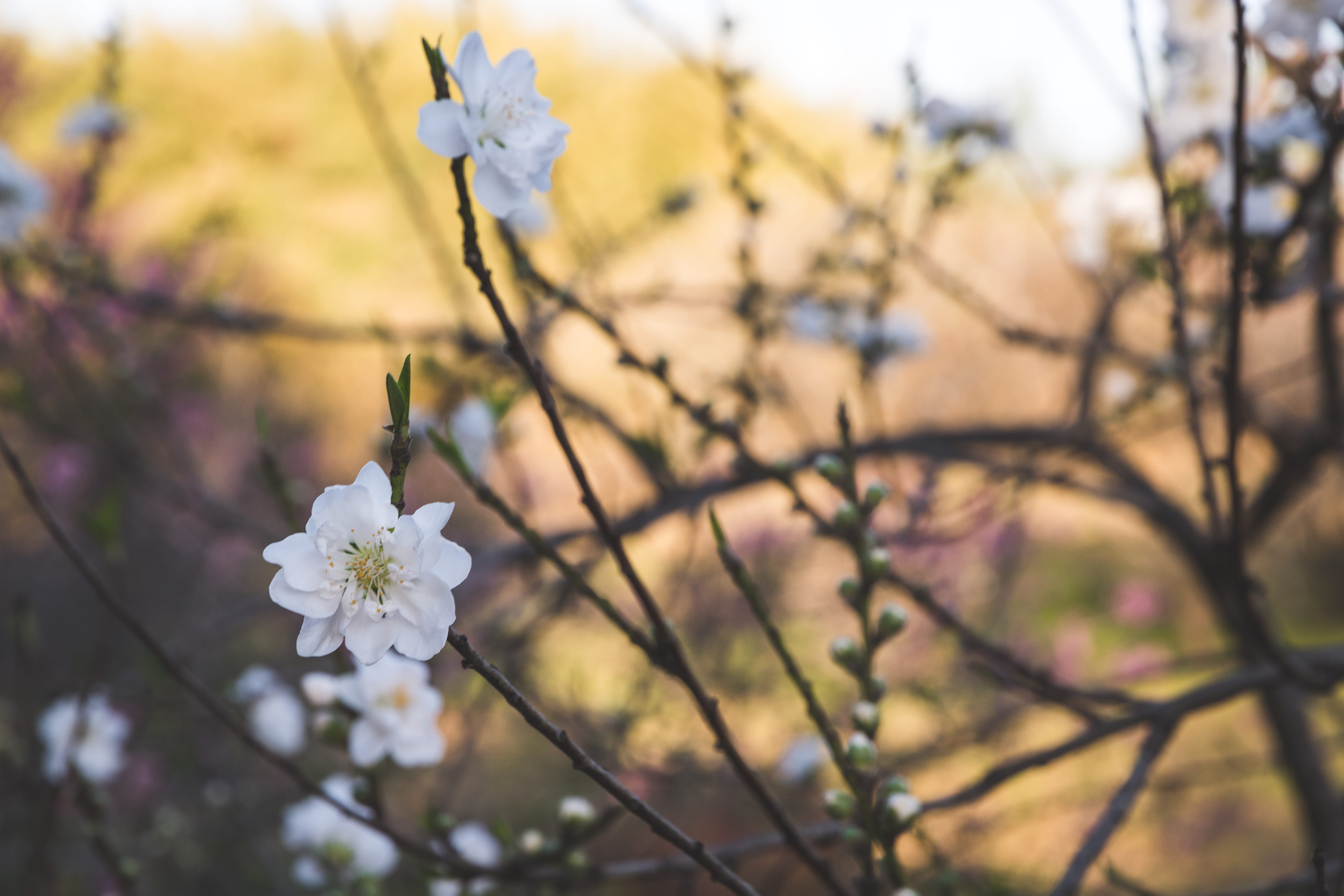 spring, vulnerability, springtime, outdoors, flowering trees, trees, fragility, flower, day, beauty in nature, branch, san marino, nature, flowering plant, HD Wallpaper