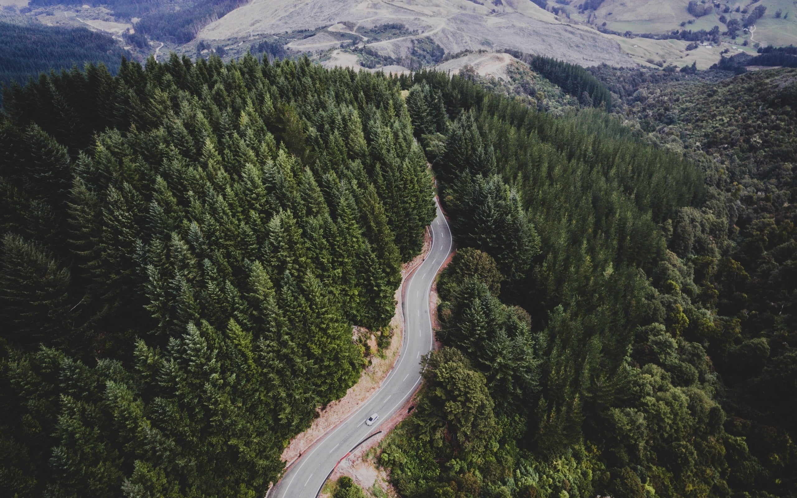 nature, outdoors, coniferous tree, pine woodland, trees, tranquil scene, plant, tranquility, high angle view, environment, forest, non-urban scene, road, HD Wallpaper