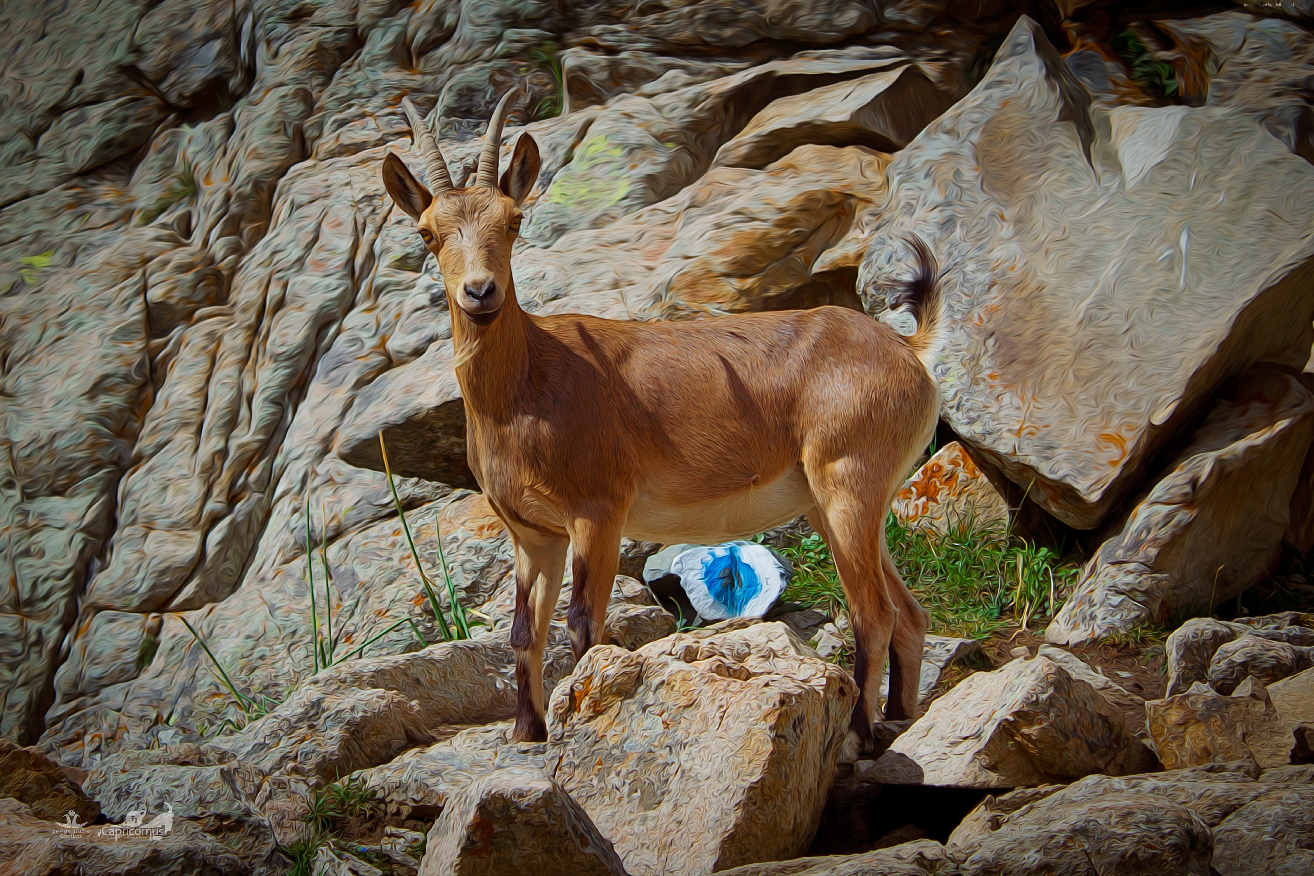 gorges, mountain goat, art, climbing, mountain, nature, 4K, rocks, cliffs, goat, HD Wallpaper