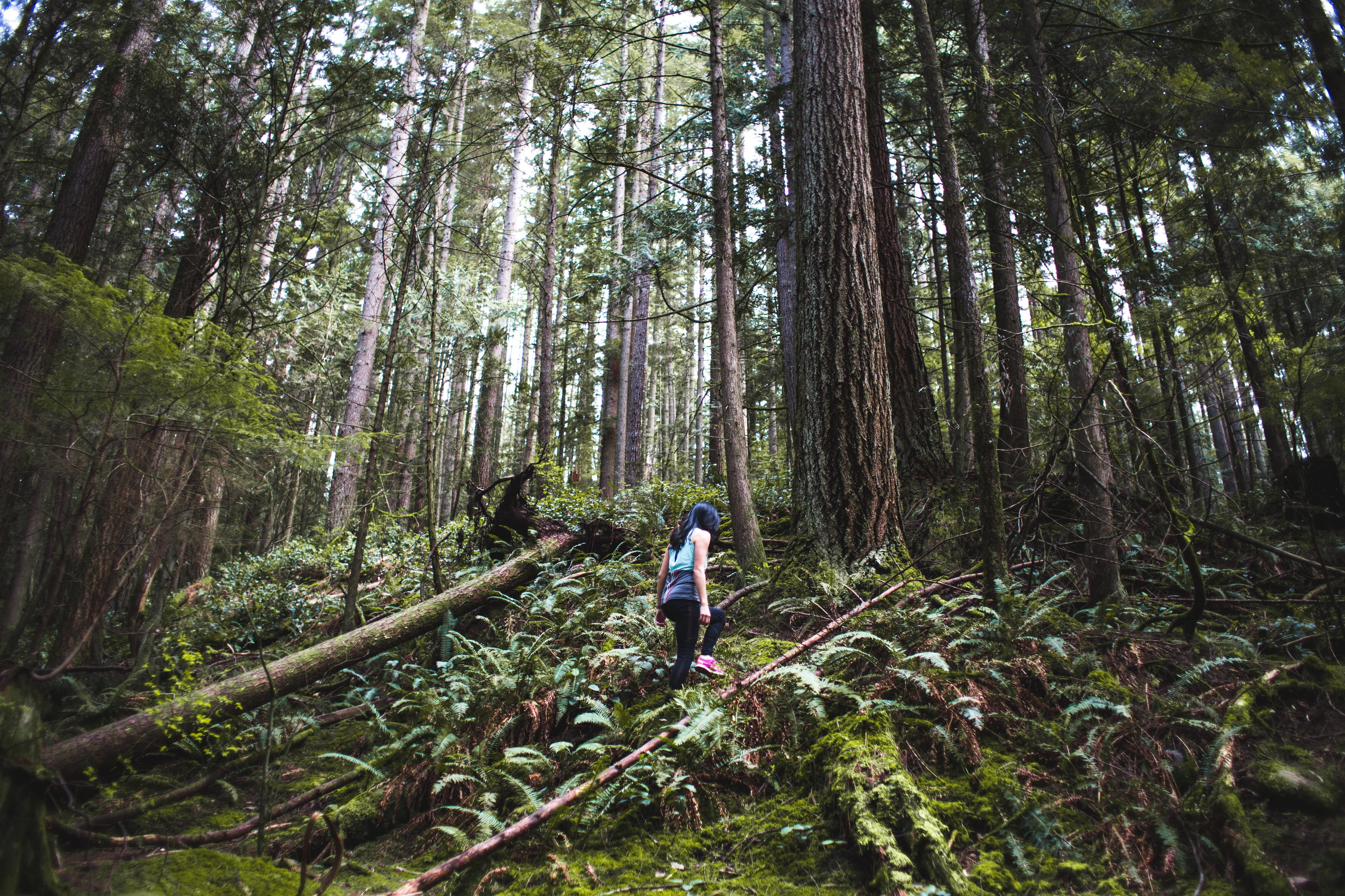 Hiking, forest, leisure activity, Women, full length, outdoors, real people, plant, land, Outdoor, growth, Trees, photo, woodland, Earth, tree, nature, HD Wallpaper