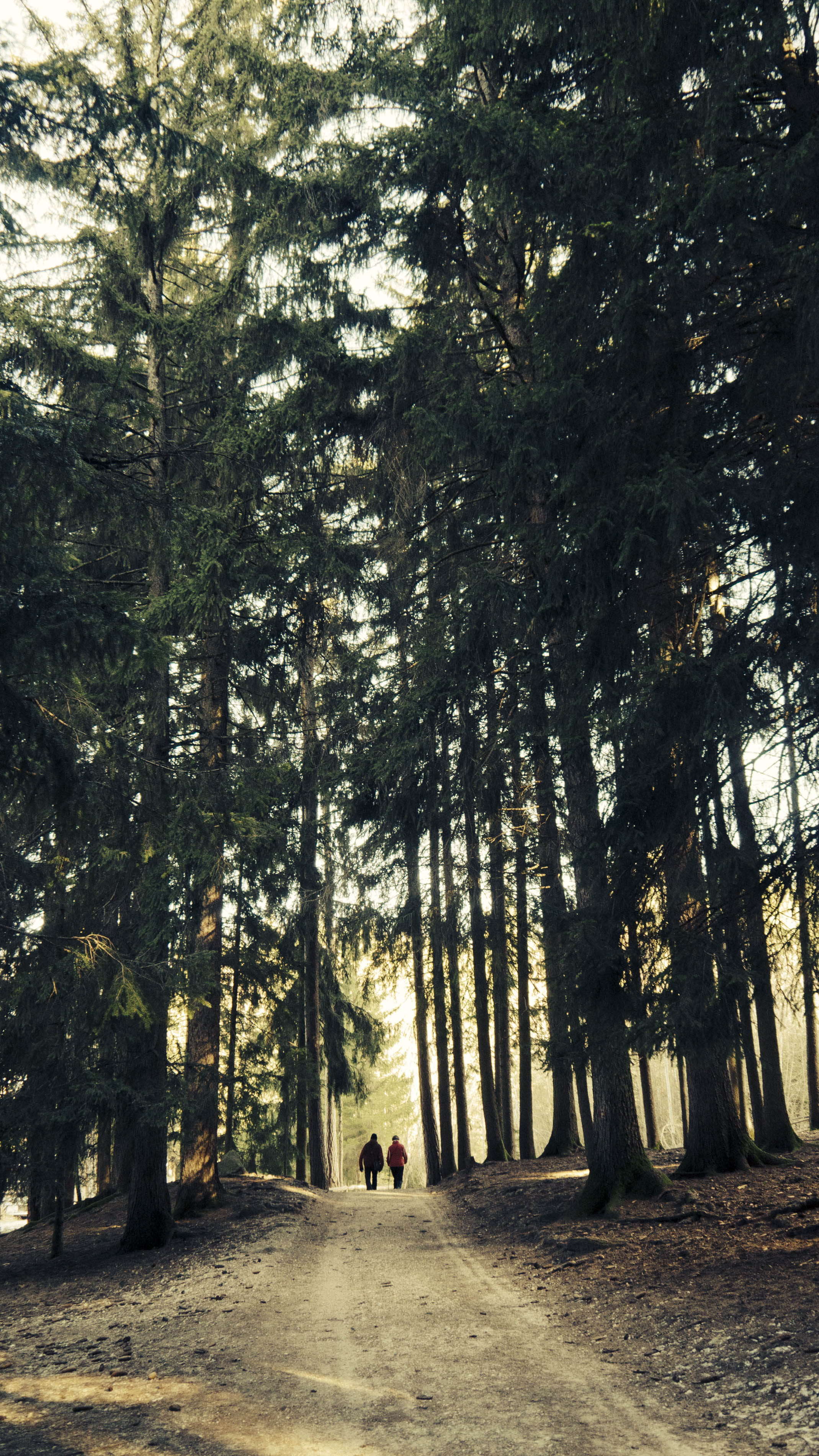 nature, forest, day, leisure activity, outdoor, hiking, direction, hiker, treelined, growth, trees, walking, tree, woodland, lifestyles, real people, outdoors, Phone HD Wallpaper