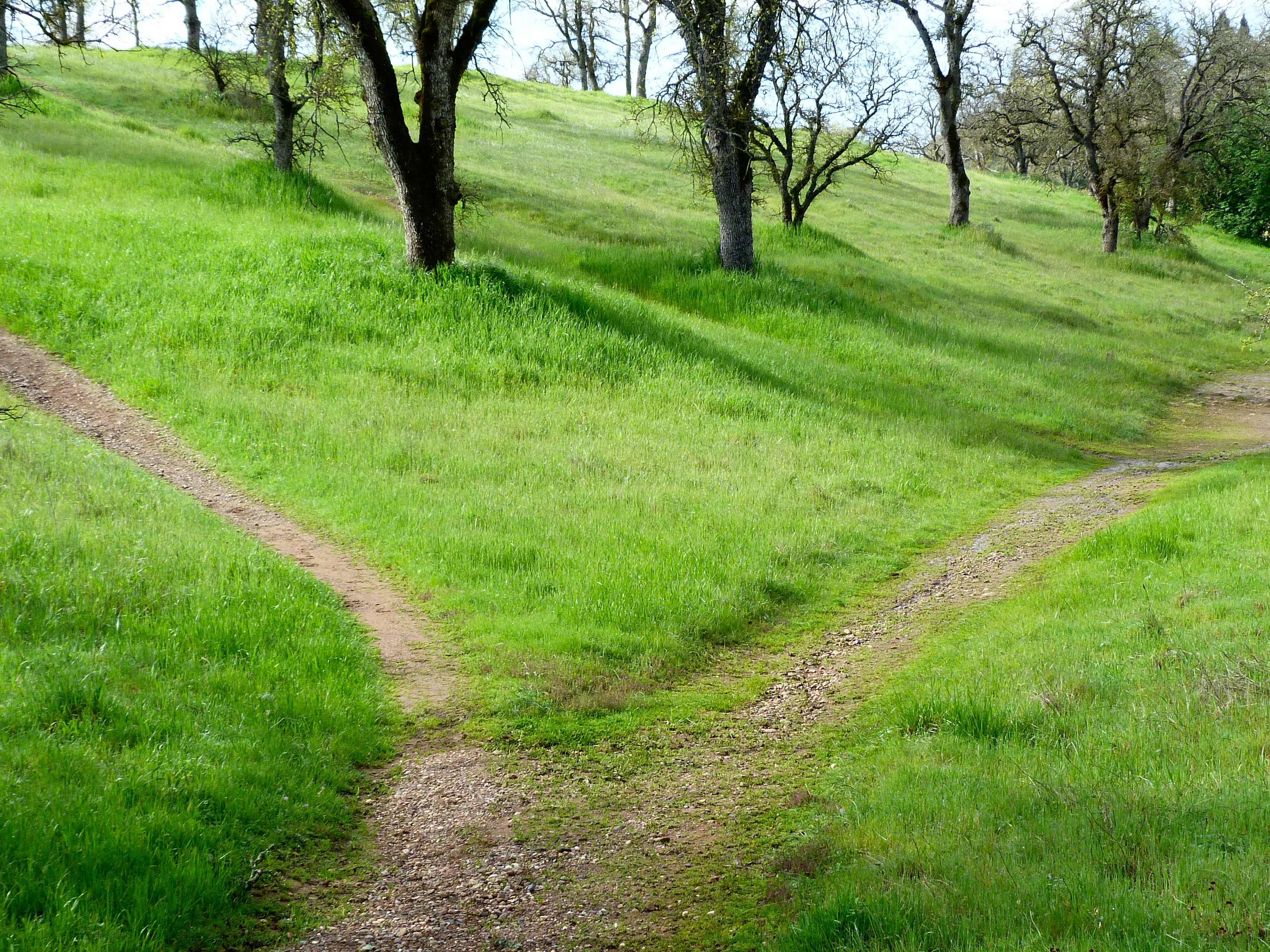 travel, pathway, tranquil scene, landscape, wilderness, land, tranquility, scenic, tree, recreation, grass, outdoors, trunk, green, fit, plant, destination, HD Wallpaper