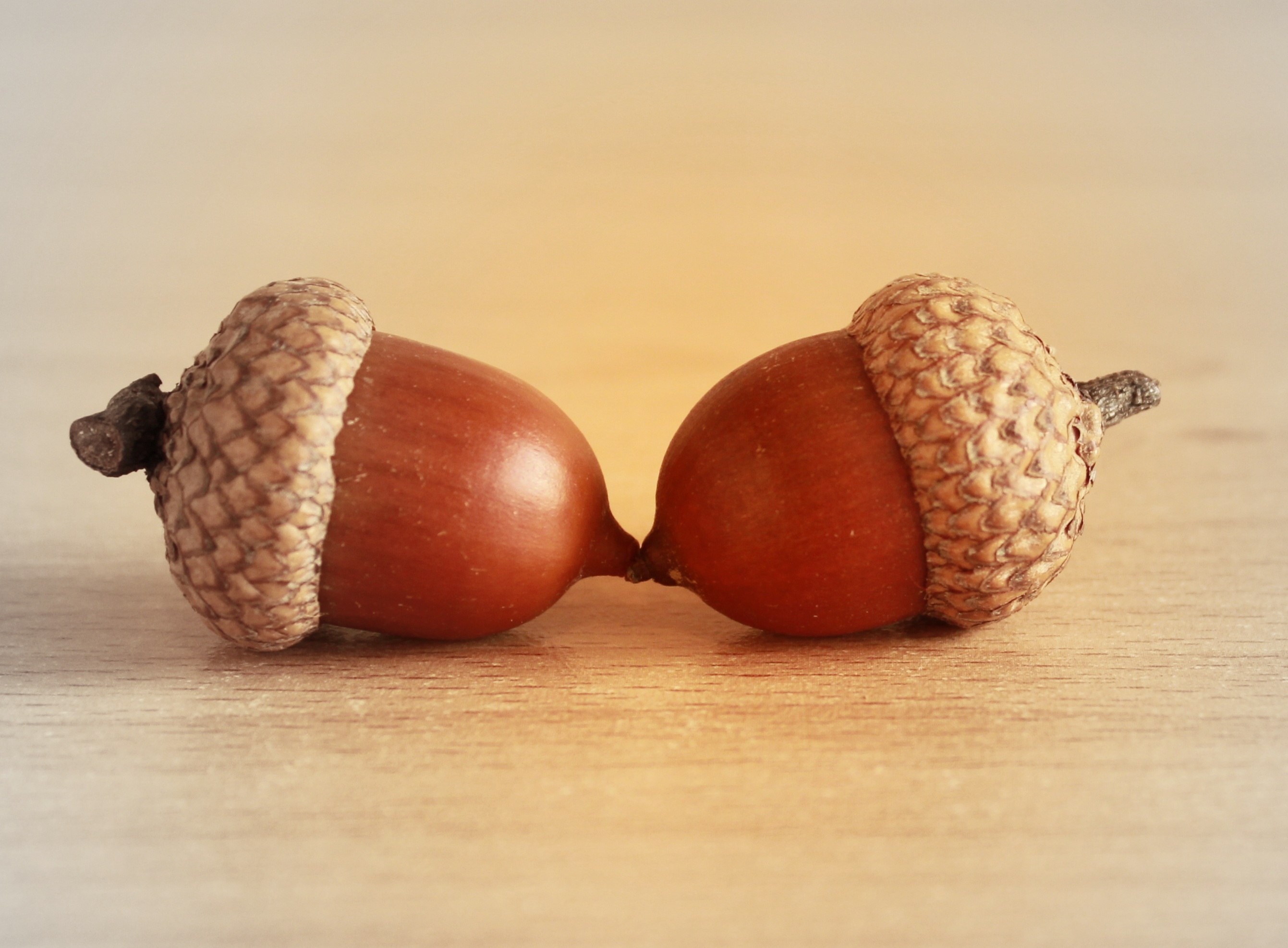 season, acorn, wood - material, temptation, raw food, tropical fruit, 2K, vegetable, organic, group of objects, acorns, pods, nut - Food, hat, healthy eating, HD Wallpaper