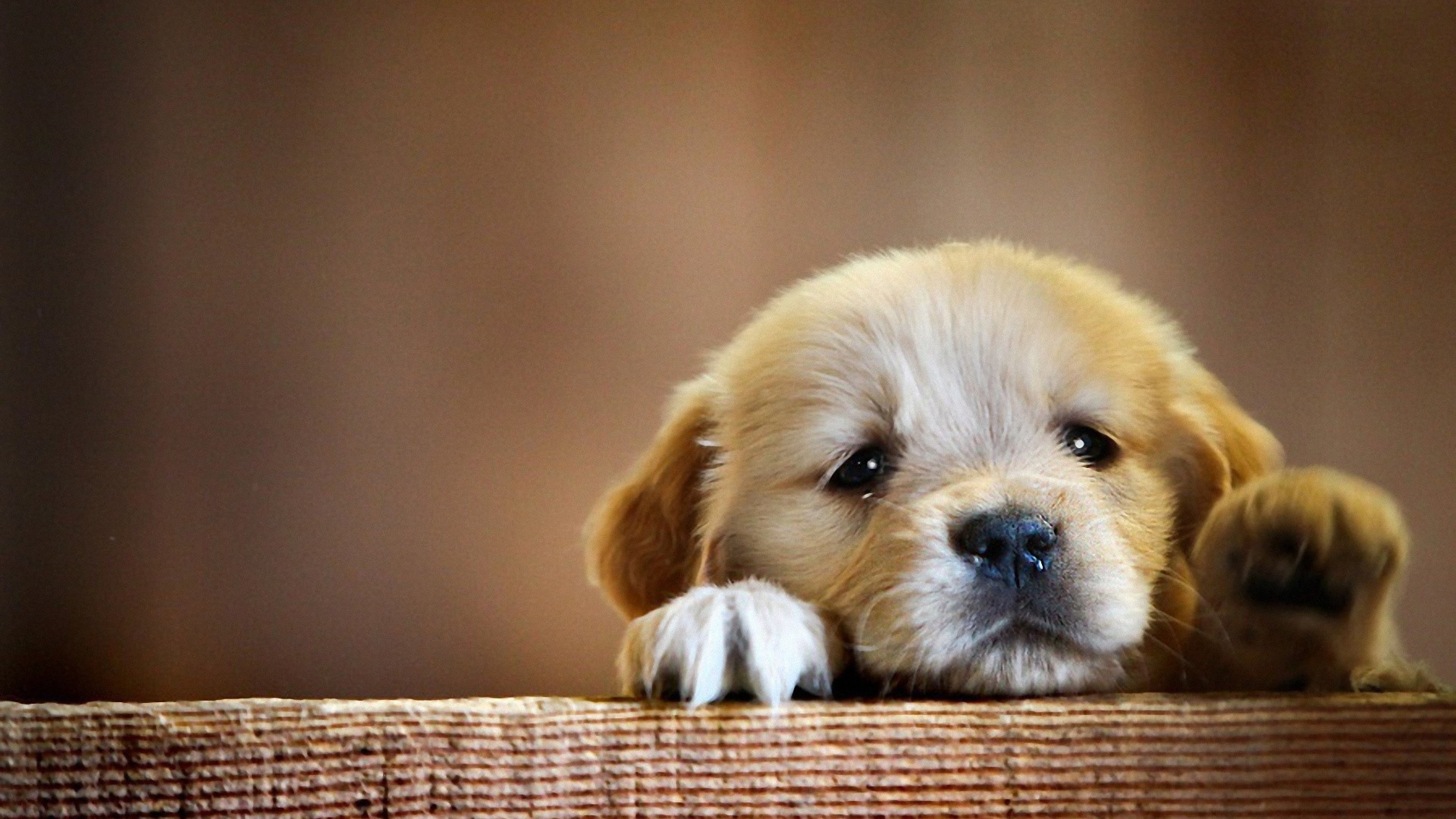 puppy, 4K, dog, snout backgrounds, HD Wallpaper