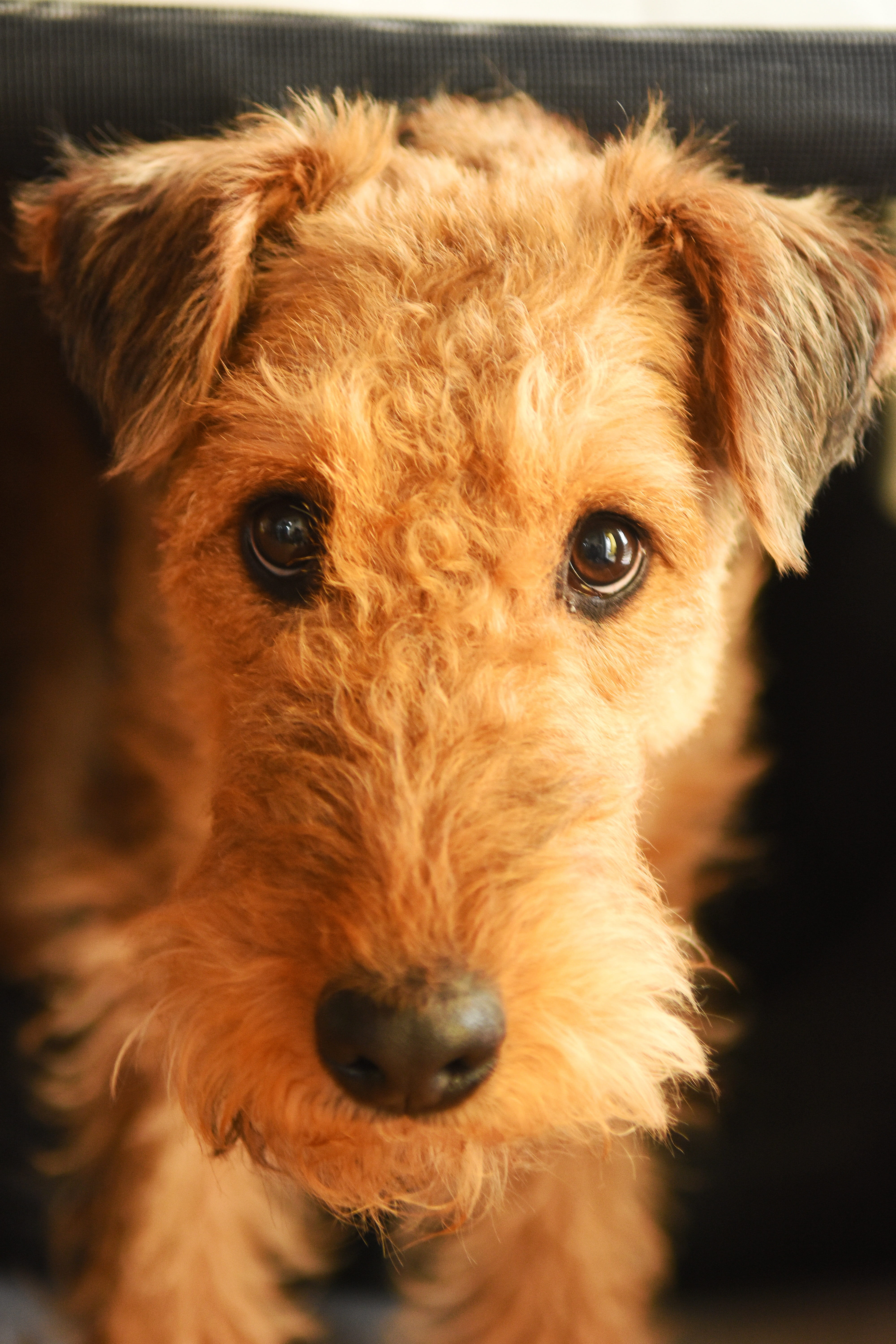one animal, no people, airedale terrier, race, canine, looking at camera, dog, domestic, close-up, brown, cute, fur, vertebrate, pets, 5K, animal eye, Phone HD Wallpaper
