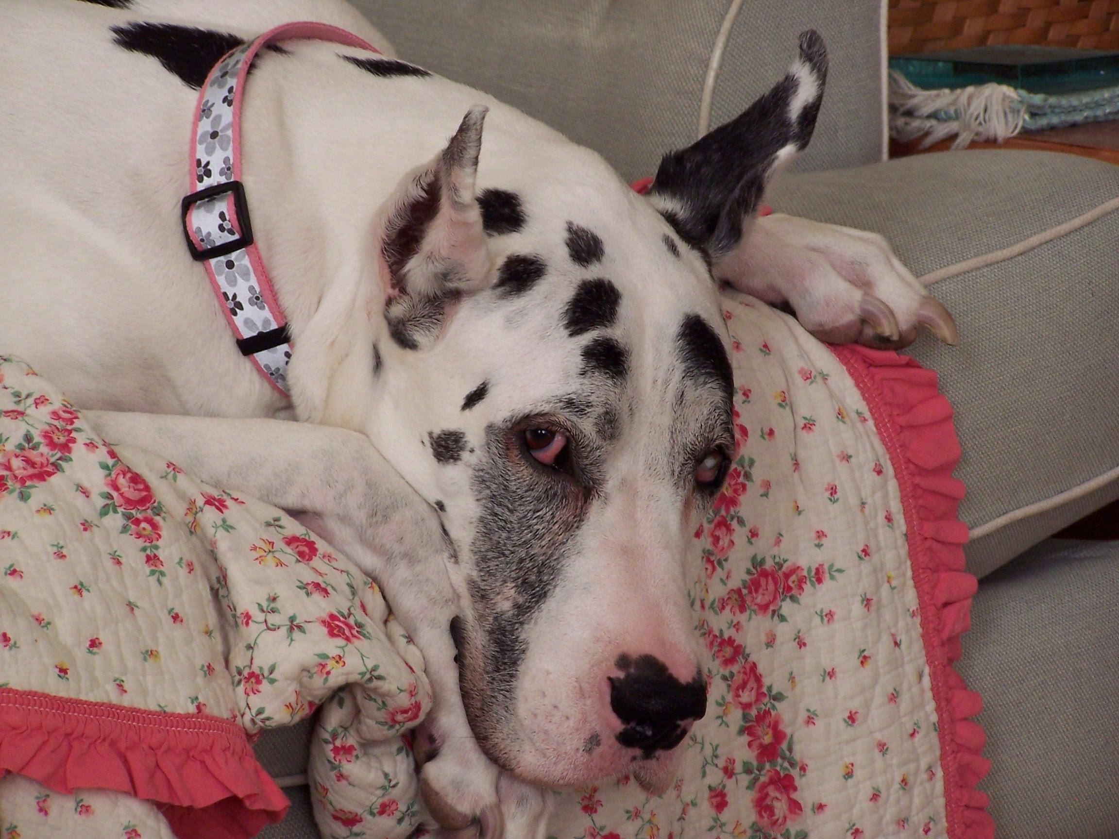companions, danes, hounds, white, spotted, dogs, animals, pets, black, angel, 1080P, friends, HD Wallpaper