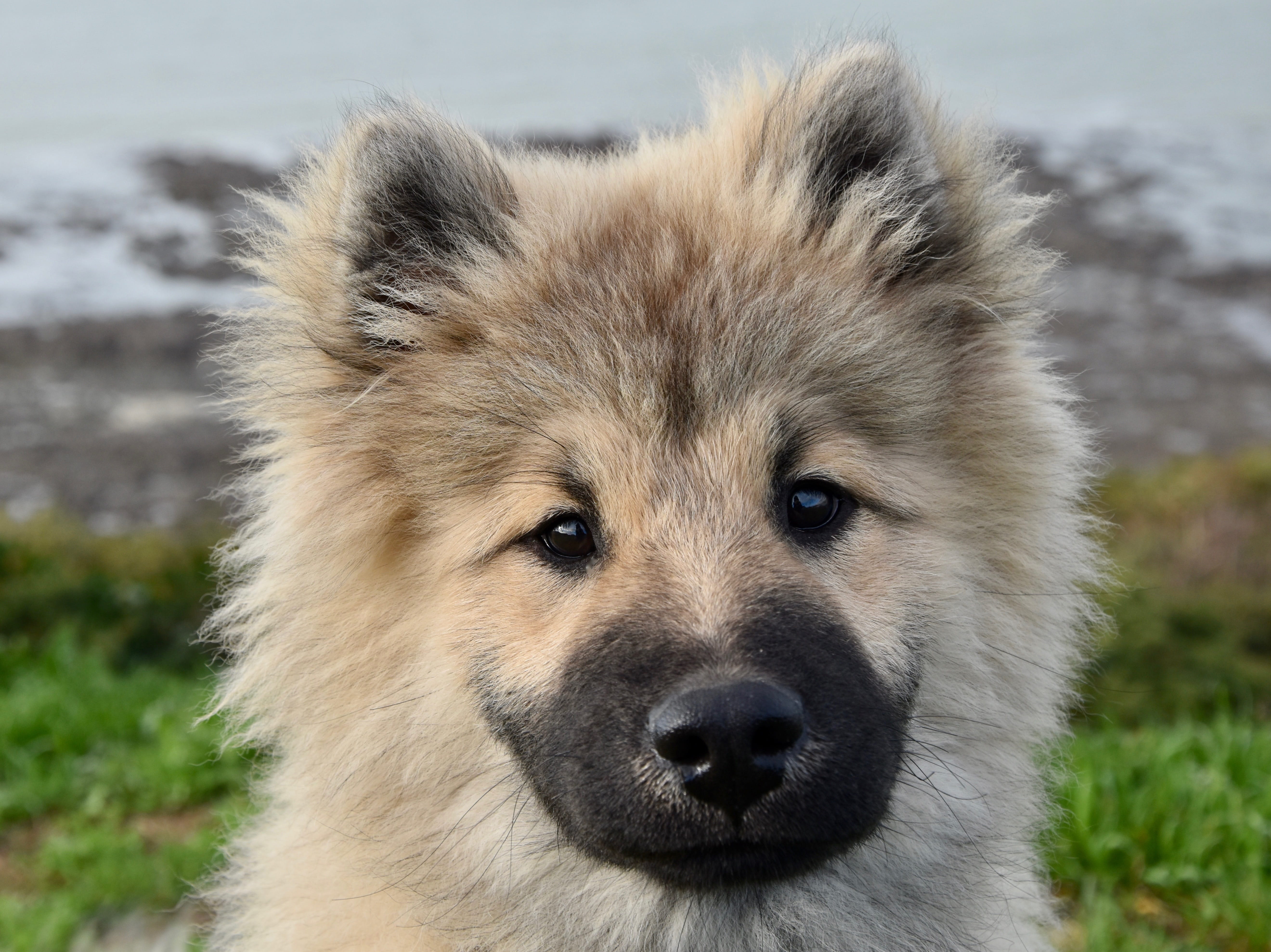 companion, no people, portrait, dog nordic, snout, puppy, dog olaf blue, pup, one animal, animal head, animal, 5K, animal body part, vertebrate, dog eurasier, HD Wallpaper