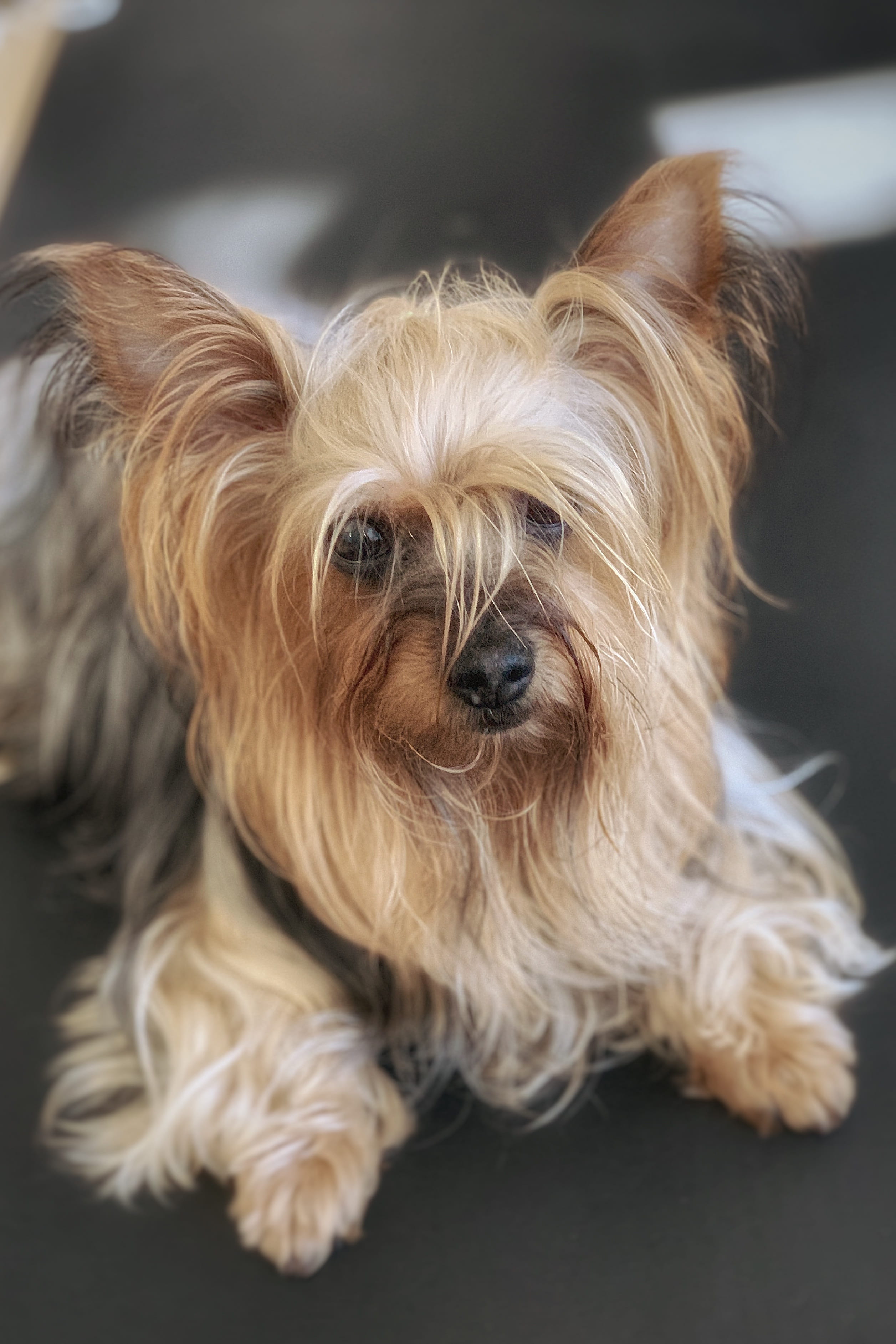 yorkshire, companion, mammal, canine, domestic animals, terrier, domestic, no people, focus on foreground, small, dog, animal hair, indoors, one animal, Phone HD Wallpaper