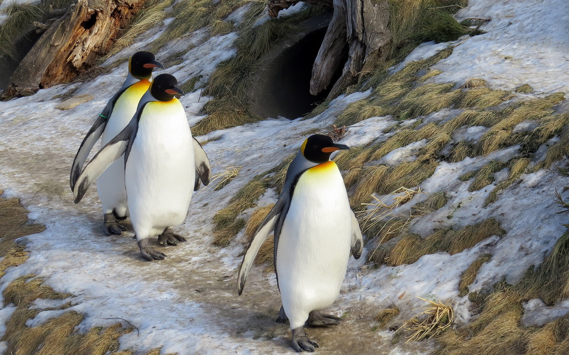 perching, birds, animals in the wild, beauty in nature, penguin, day, rock formation, 1080P, vertebrate, nature, penguins, two animals, rock, outdoors, HD Wallpaper