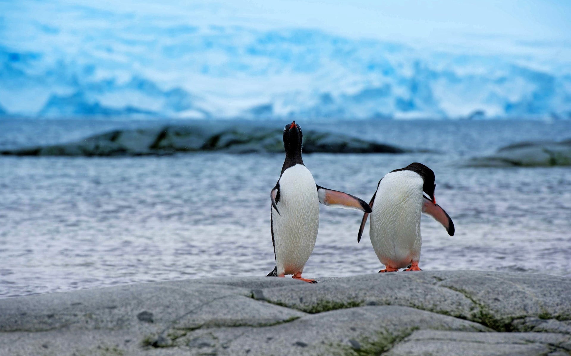 outdoors, day, nature, penguin, bird, south Pole, two, beak, polar Climate, focus on foreground, pebble, animal themes, feather, antarctica, water Bird, HD Wallpaper