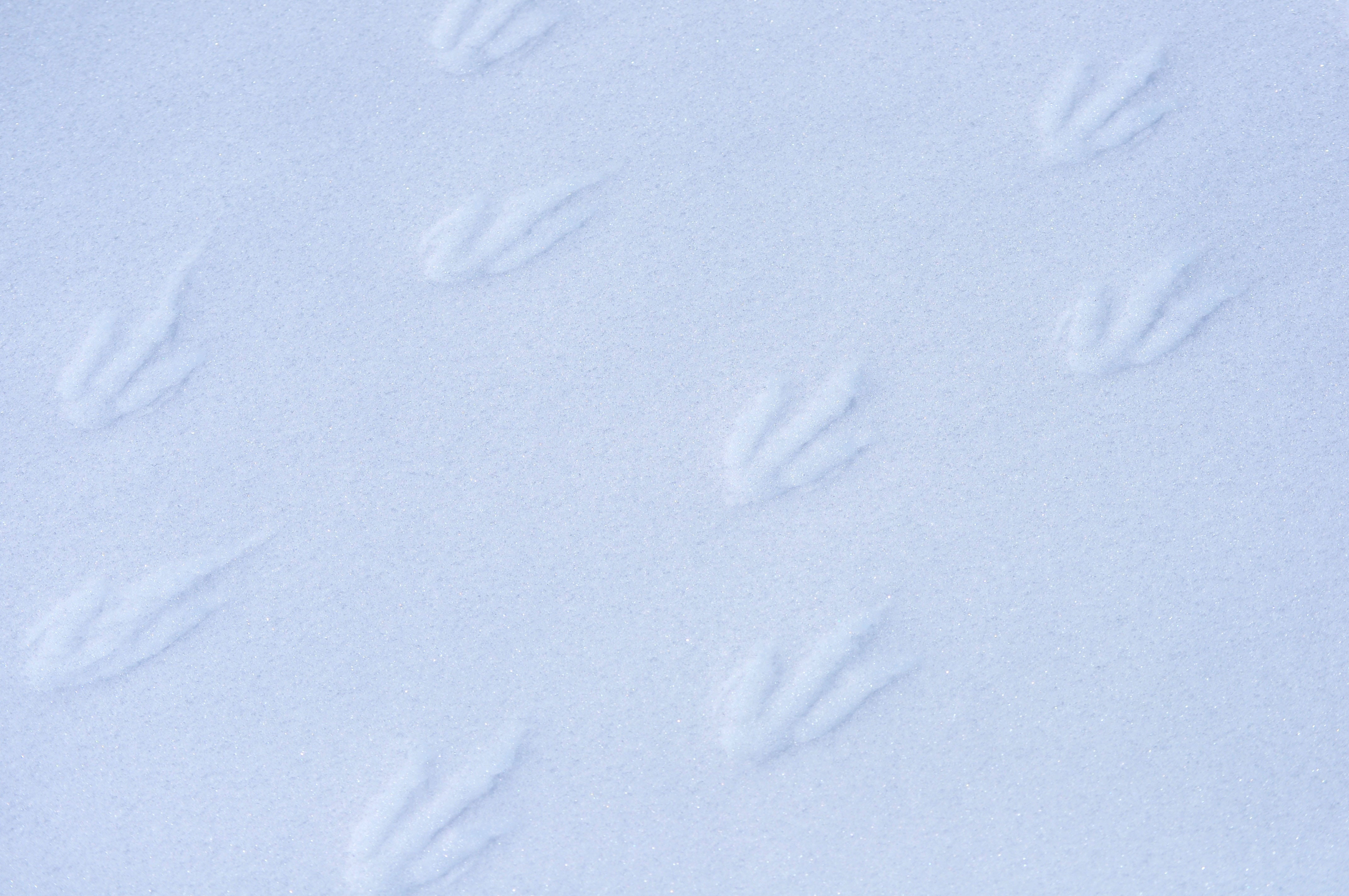 track, backgrounds, blank, snowing, white, outdoors, close-up, walk, nature, day, animal, footprints, gentoo, 4K, bird, footprint, land, snow, high angle view, HD Wallpaper