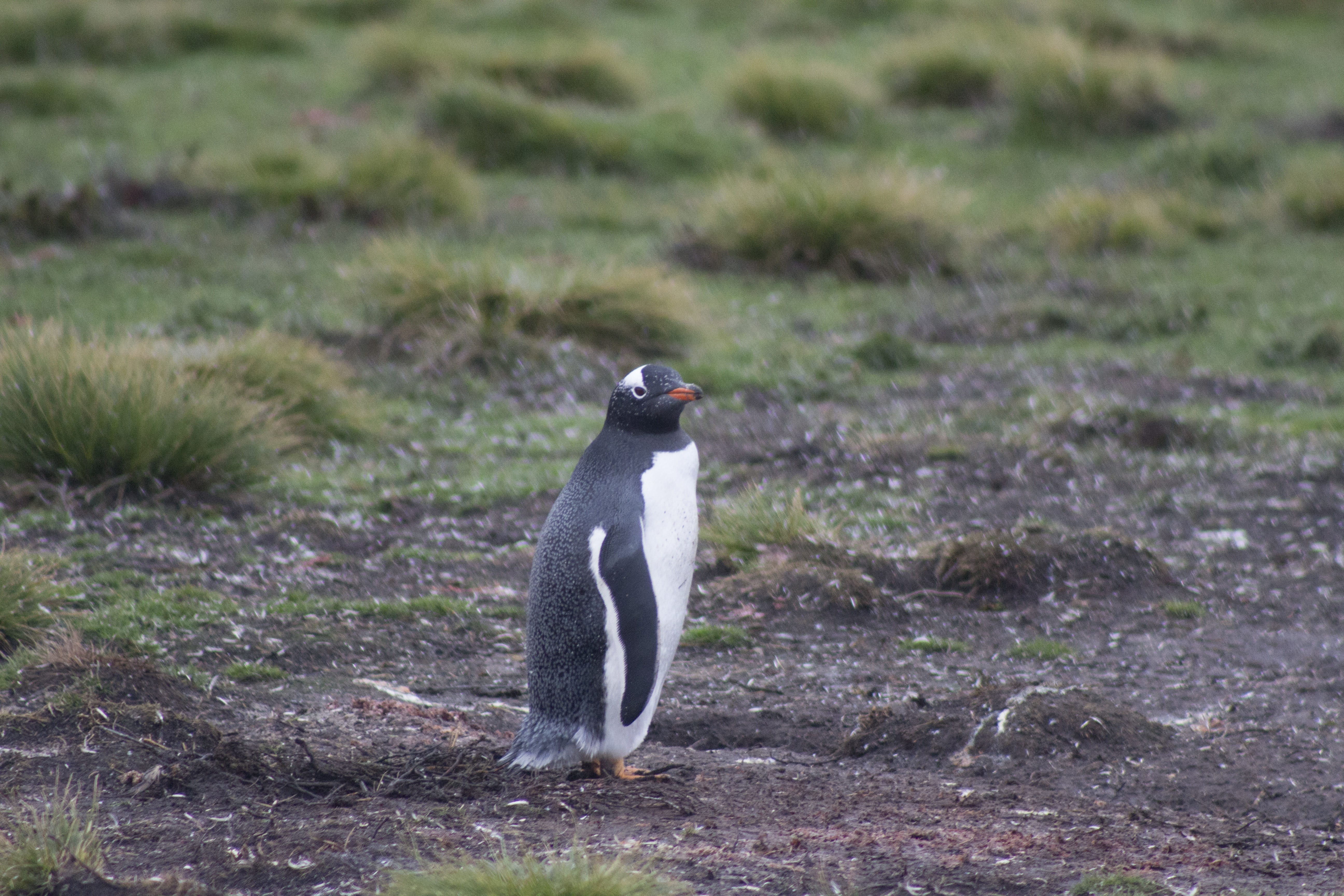 gentoo penguin, day, nature, plant, grass, aquatic, falkland, feather, land, animal wildlife, field, wildlife, focus on foreground, bird, penguin, full length, HD Wallpaper