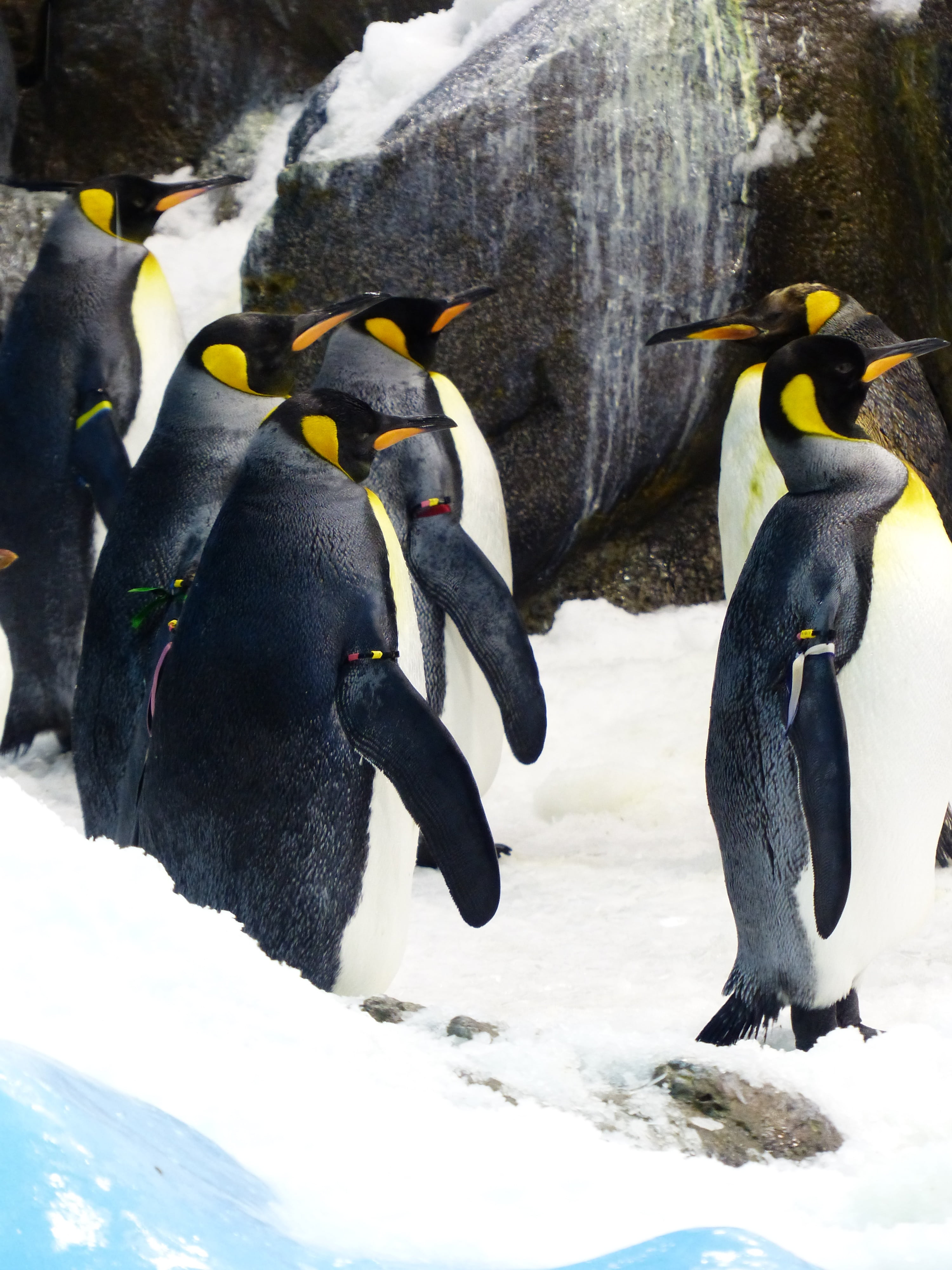 animal, aptenodytes patagonicus, vertebrate, gentoo Penguin, antarctica, penguins, ice, nature, outdoors, day, snow, cold temperature, penguin, cold - Temperature, Phone HD Wallpaper