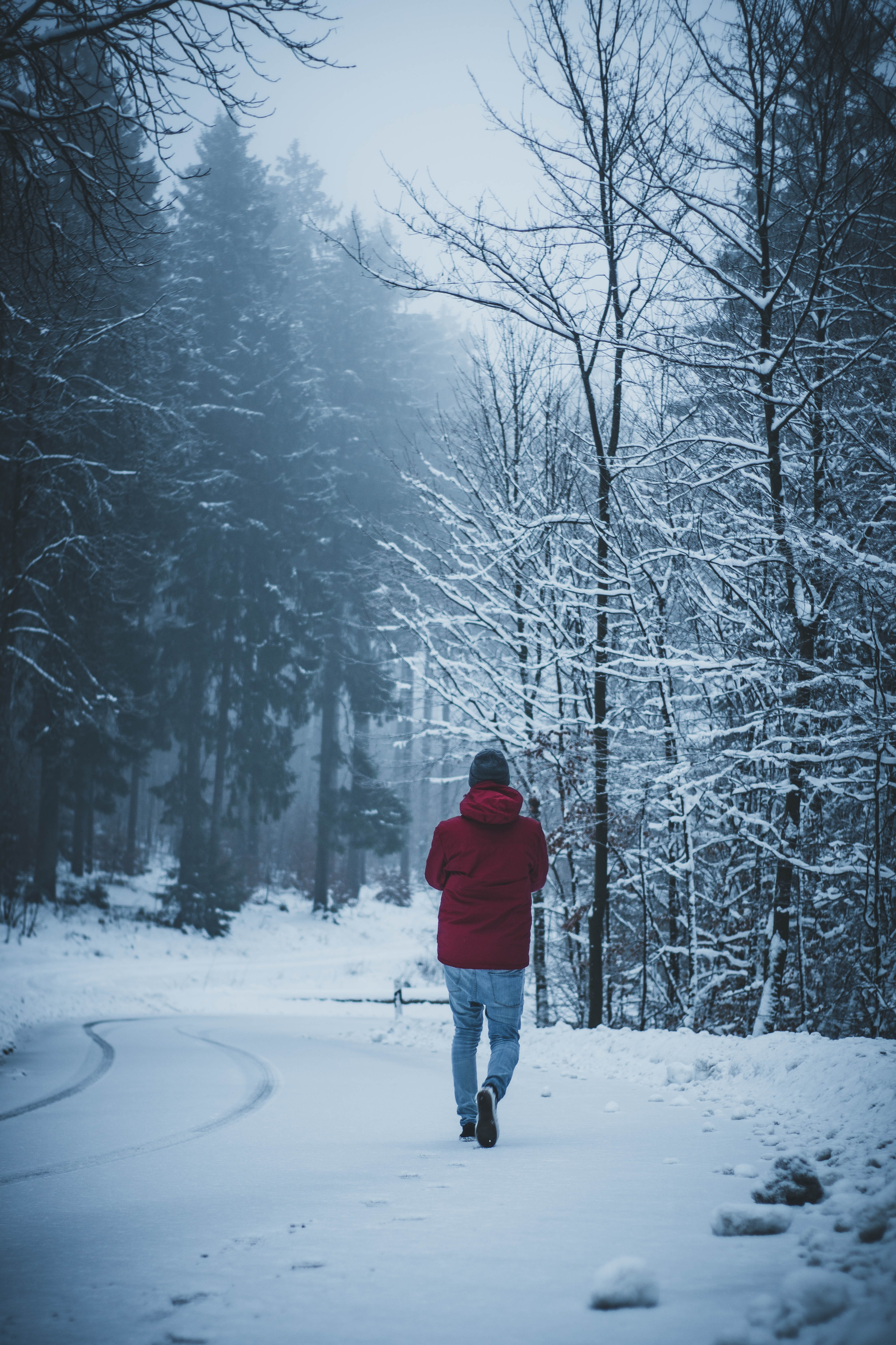 daytime, person, bare, walk, abies, warm clothing, plant, field, moody, outdoors, bare tree, one person, rear view, winter, lifestyles, nature, leisure activity, Phone HD Wallpaper