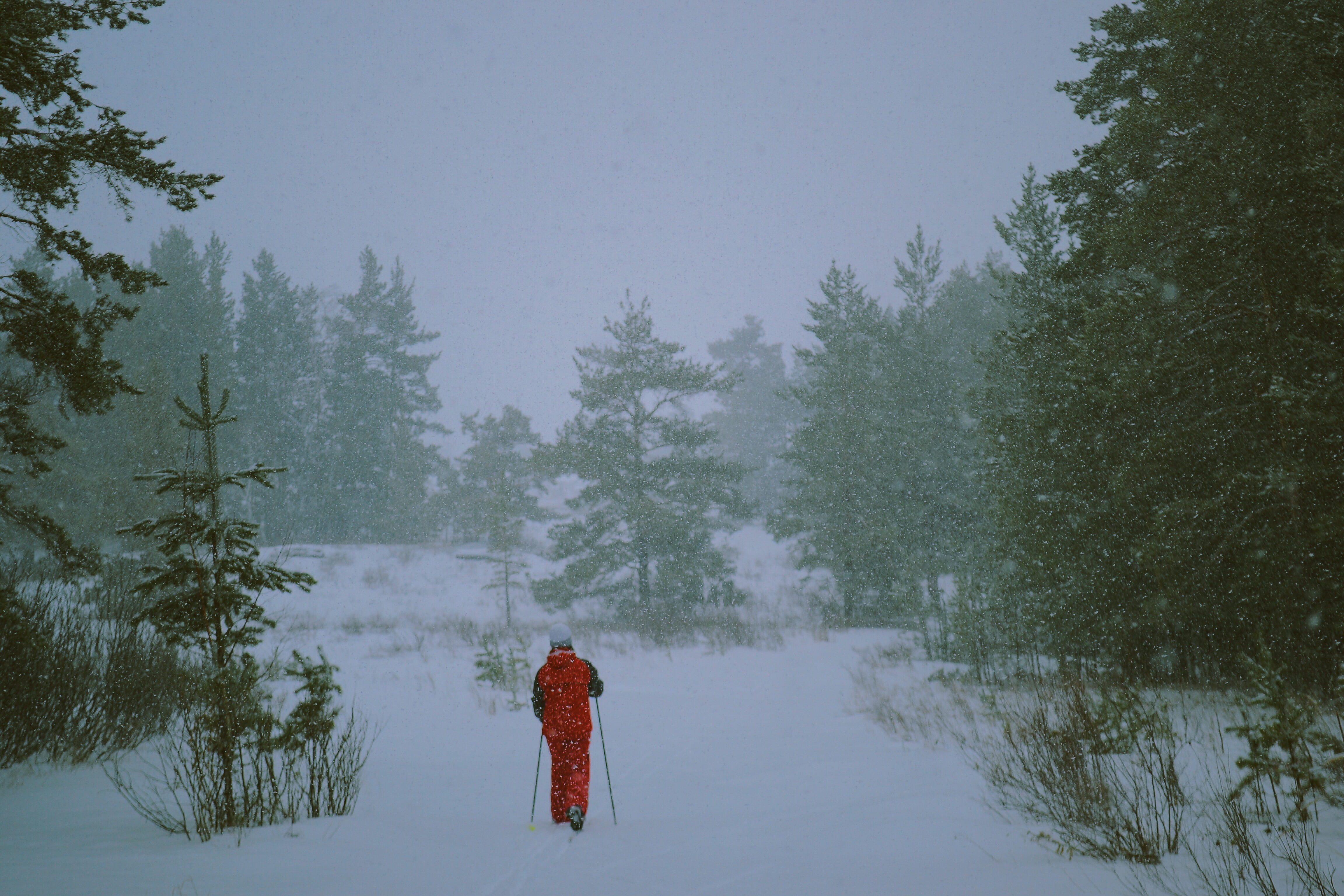 day, abies, ski, snow, one person, fir, rear view, walking, blizzard, lifestyles, cold temperature, human, winter, clothing, forest, snowing, ice, covering, HD Wallpaper