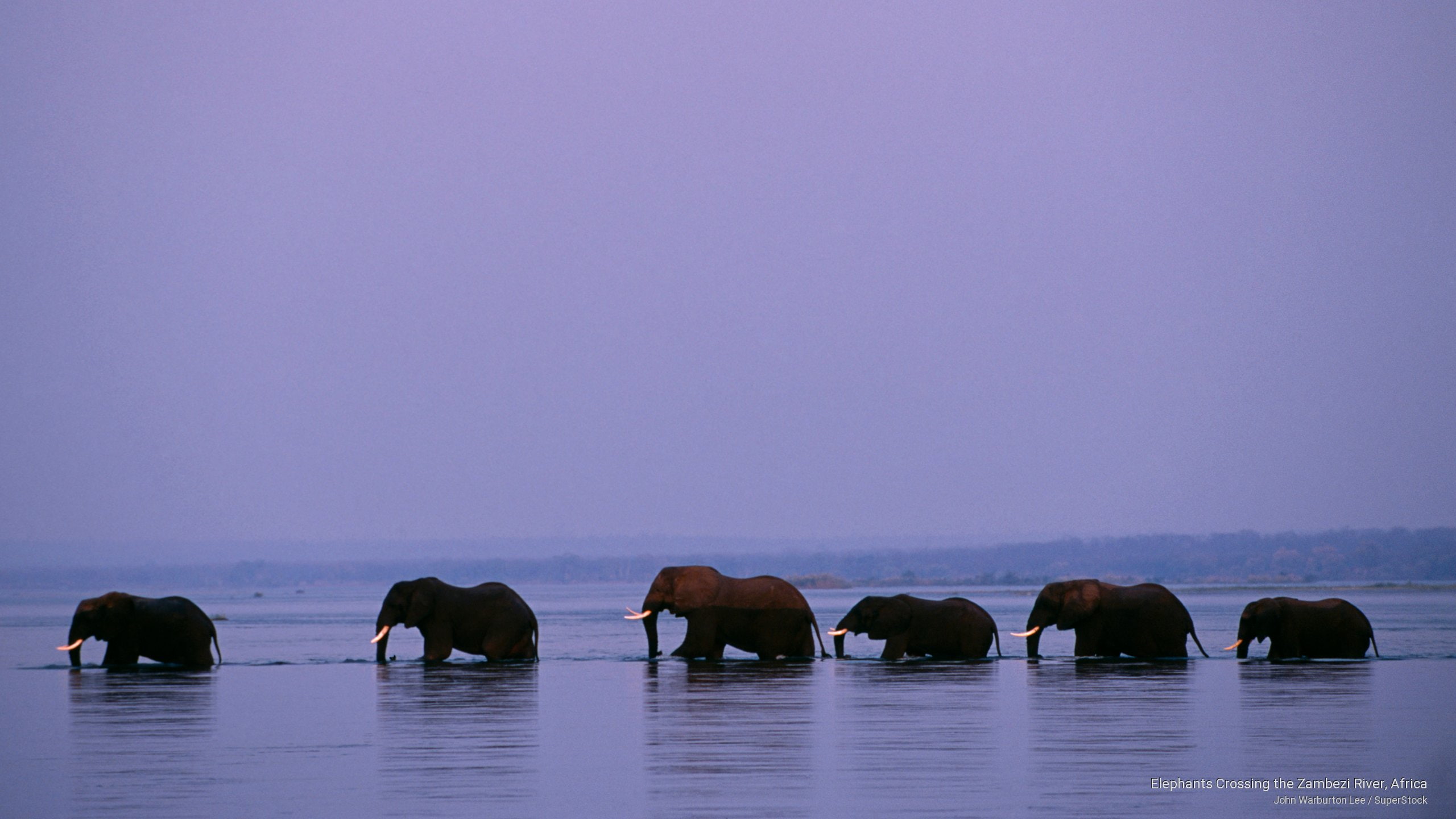 zambezi, 2K, crossing, elephants, river, africa, Animals, HD Wallpaper