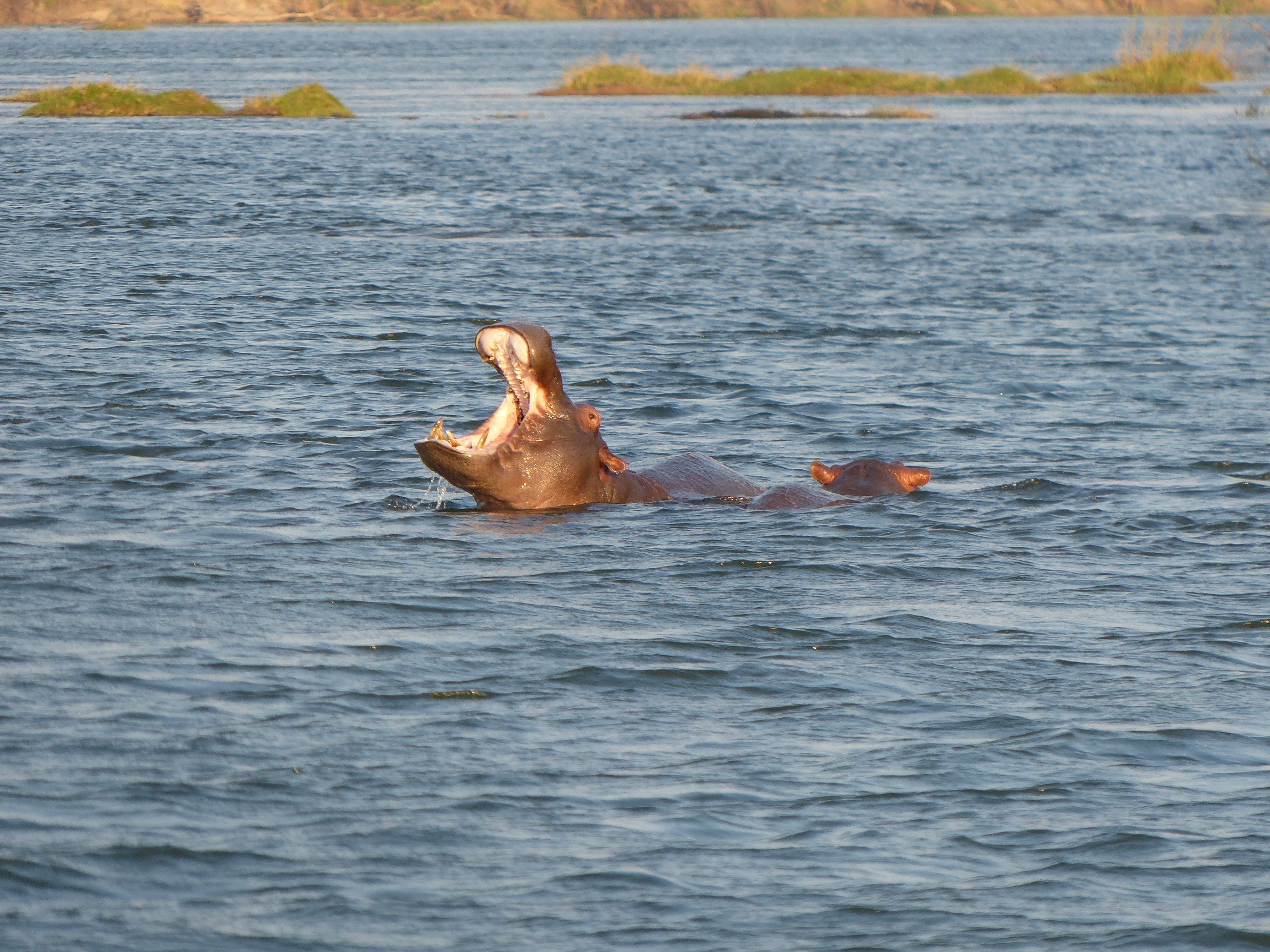 day, sea, river, safari, animals in the wild, underwater, nature, motion, mammal, vertebrate, hippos, mouth open, aquatic mammal, animal themes, animal wildlife, HD Wallpaper