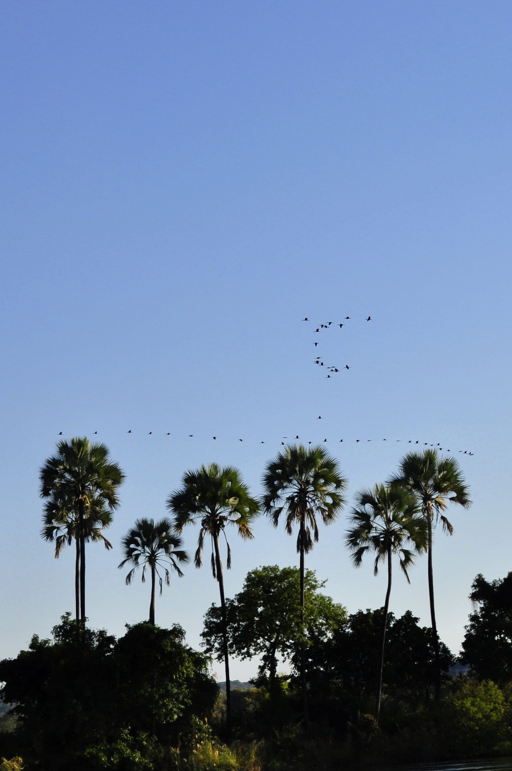 river, birds, island, copy space, Palm Trees, low angle view, bird, clear sky, plant, animal wildlife, tree, animal, outdoors, beauty in nature, no people, Phone HD Wallpaper